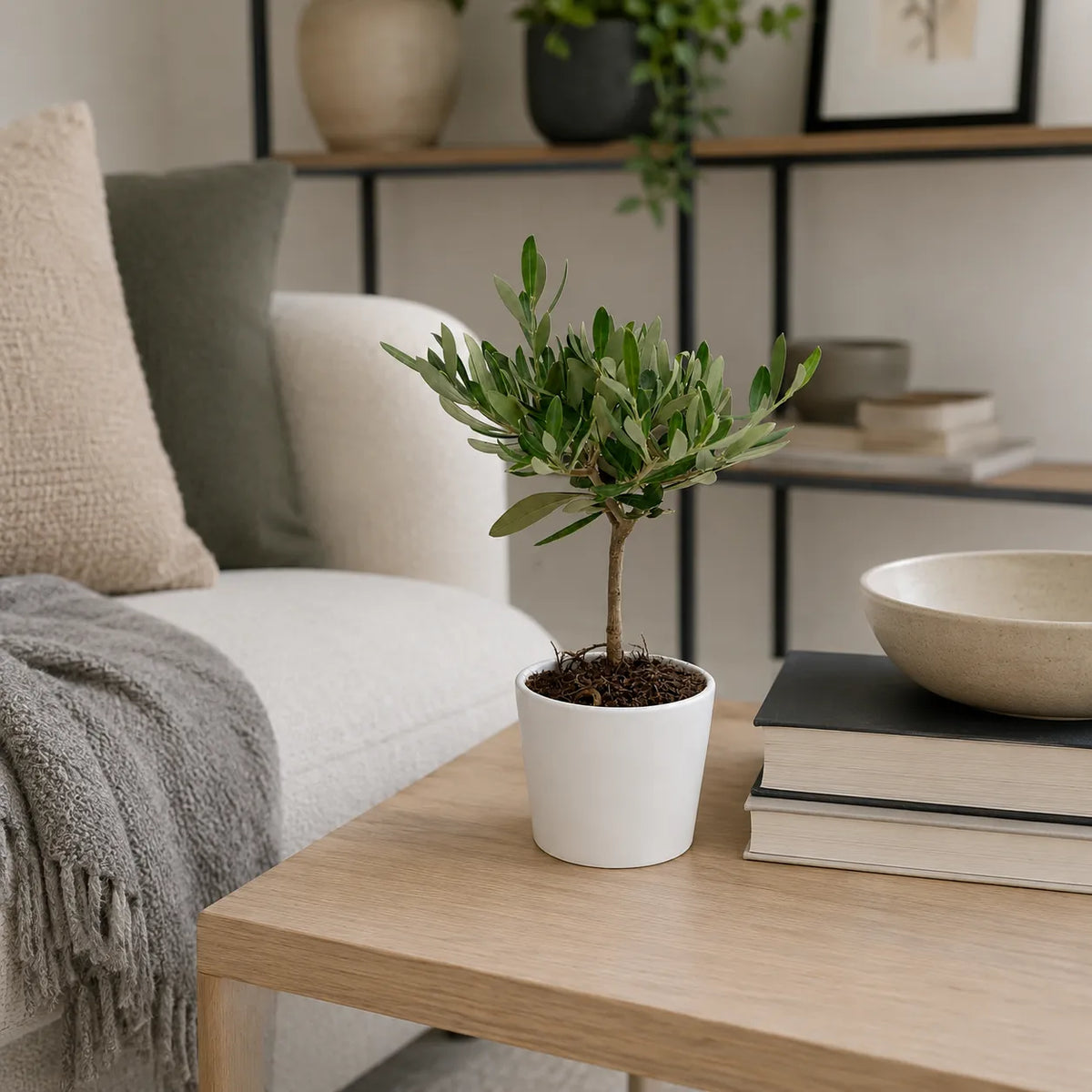 Mini Bonsai Olivo in vaso ceramica Bianco