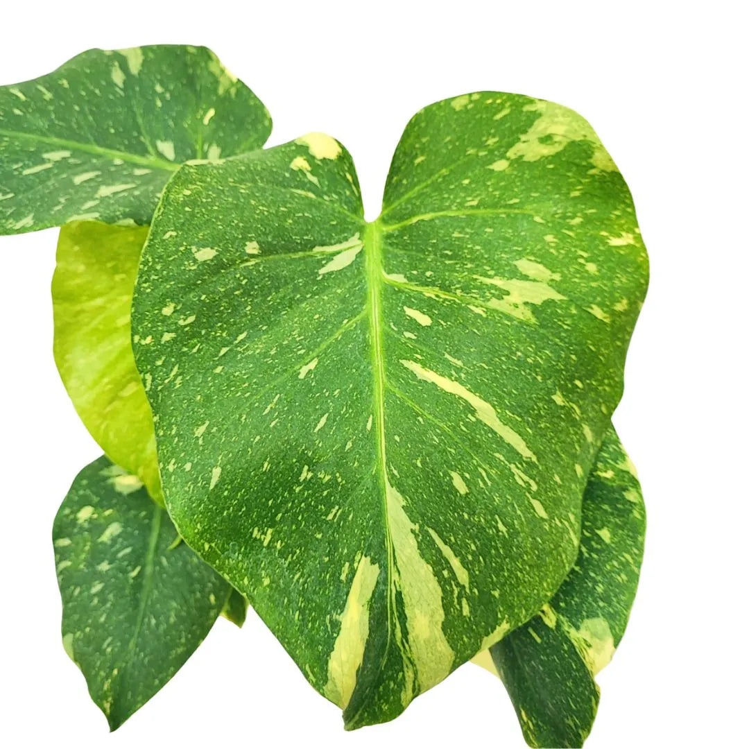 Monstera Thai Constellation D.17 H.65 cm