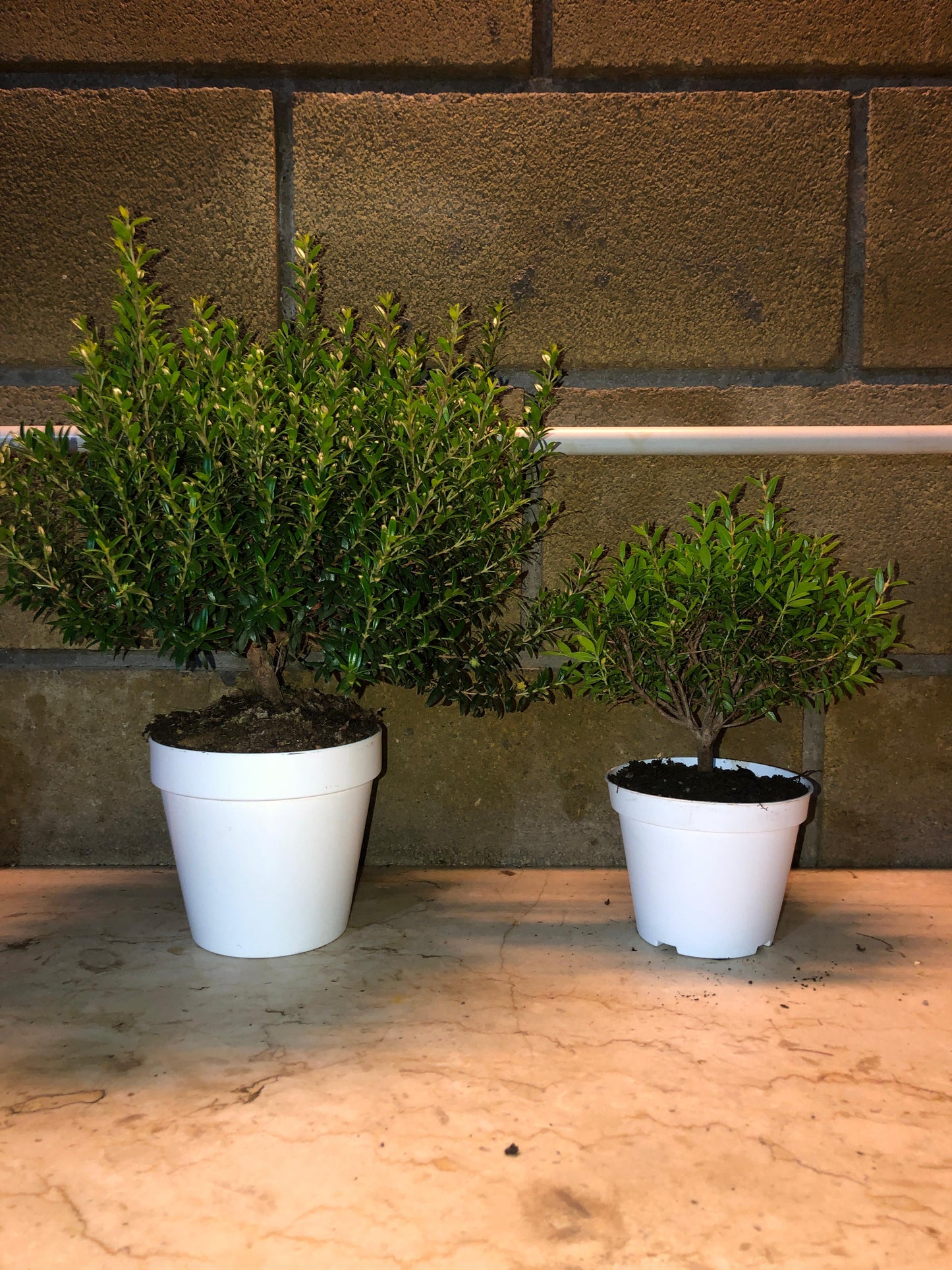 Piantina Cespuglio di Mirto simil-Bonsai - Myrtus Microphylla CERTIFICATA