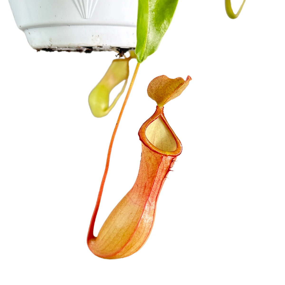 Pianta carnivora lunghezza 35/45 cm vaso basket diametro 15 cm