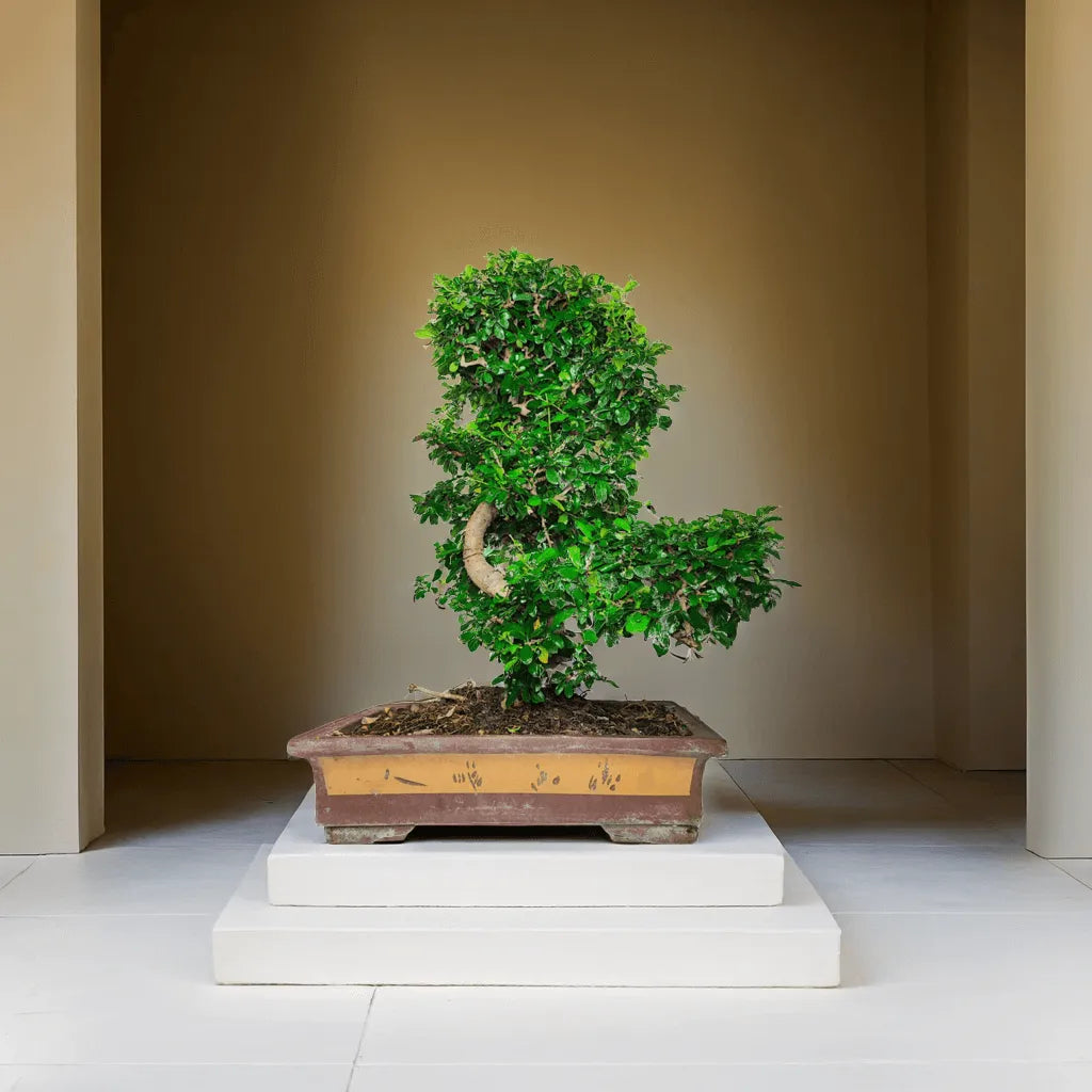 Bonsai carmona S-shape Altezza Pianta 80 cm
