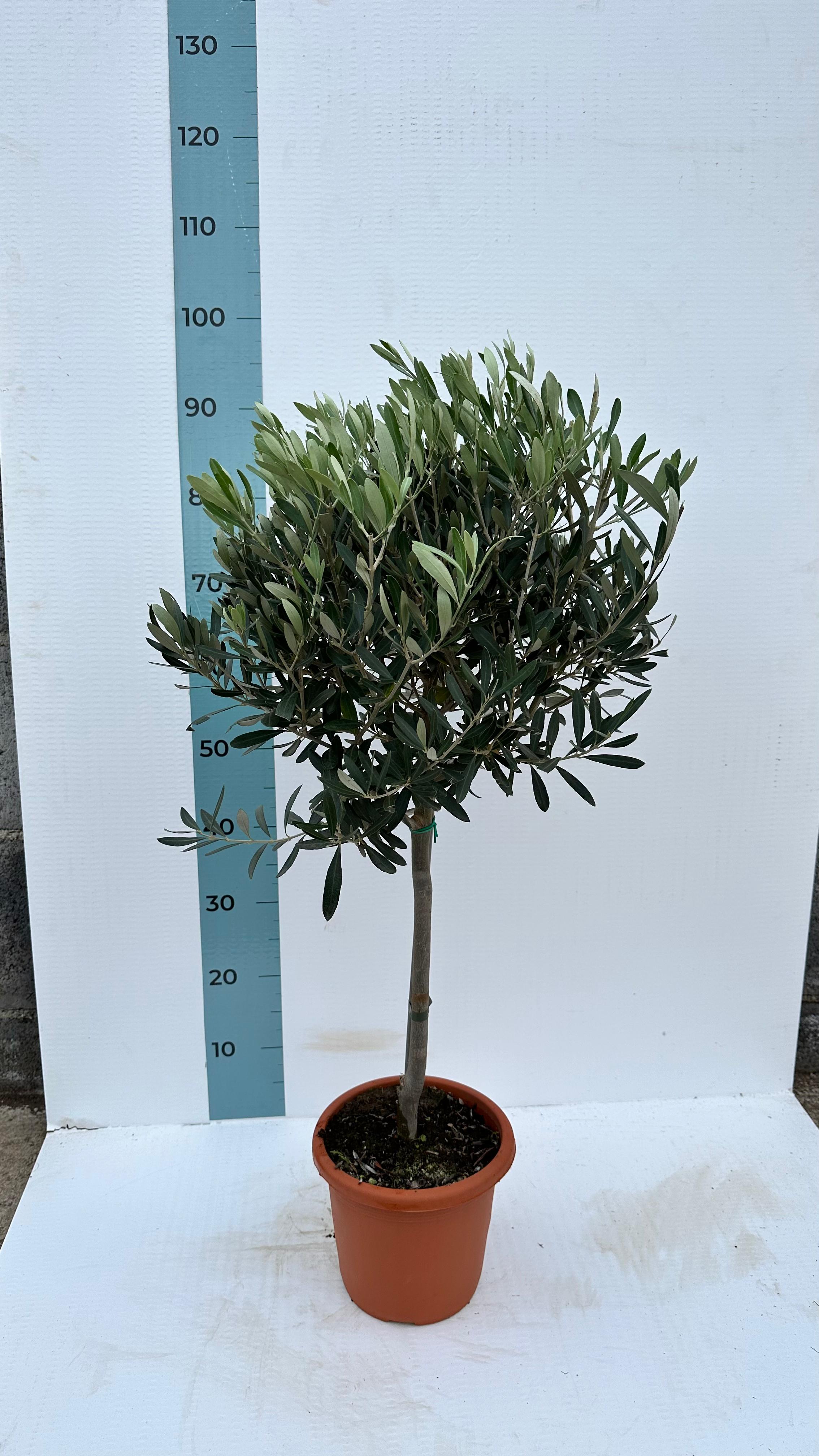 Piantina Alberello di Ulivo Cipressino - Olea Europea CERTIFICATA