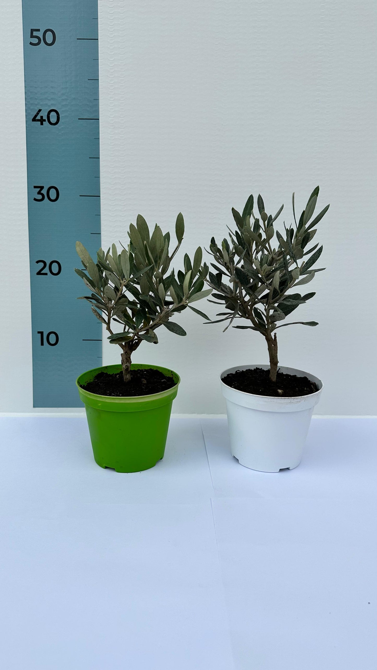 Piantina Bonsai di Ulivo cespuglio - Olea europea cipressino CERTIFICATA