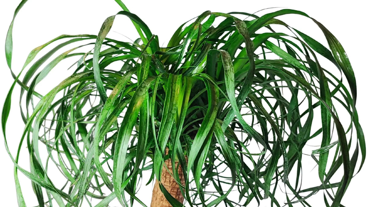 Beaucarnea (Mangiafumo) Altezza Pianta 60 cm