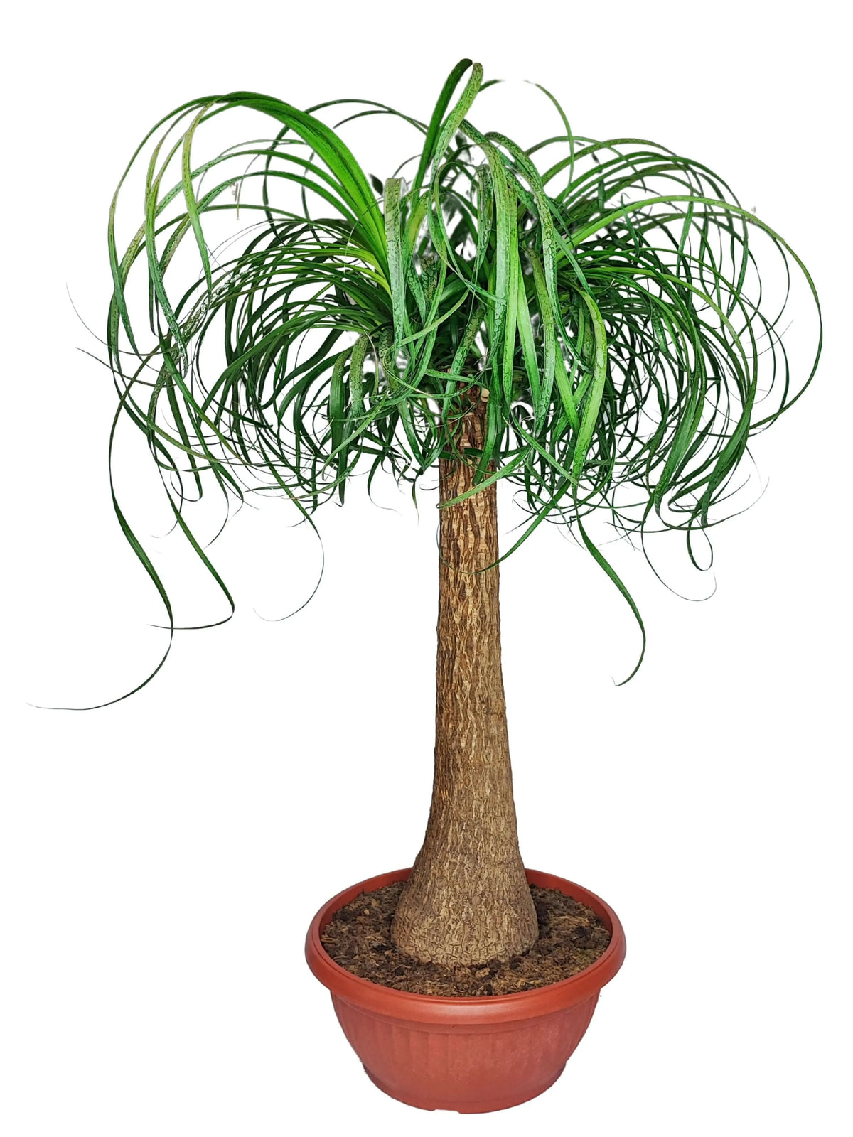 Beaucarnea (Mangiafumo) Altezza Pianta 85 cm