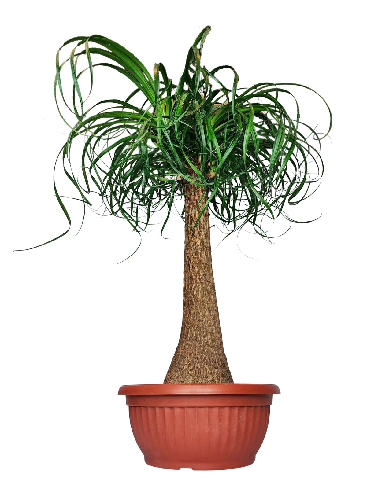 Beaucarnea (Mangiafumo) Altezza Pianta 85 cm