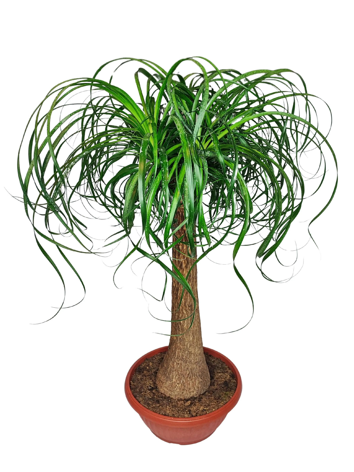 Beaucarnea (Mangiafumo) Altezza Pianta 85 cm