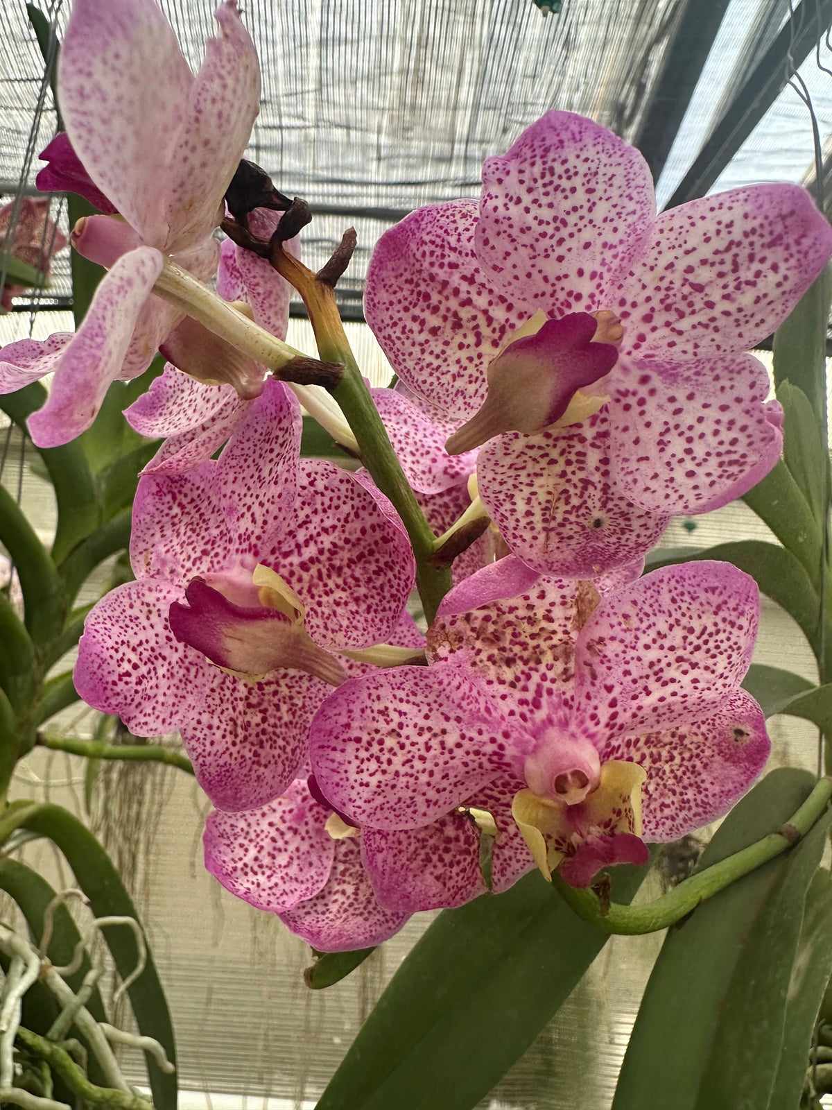 Orchidea Vanda Aerea 65 cm