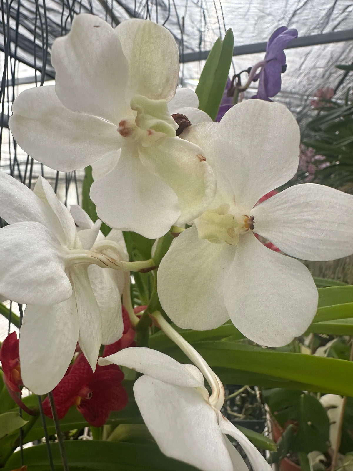 Orchidea Vanda Aerea 65 cm