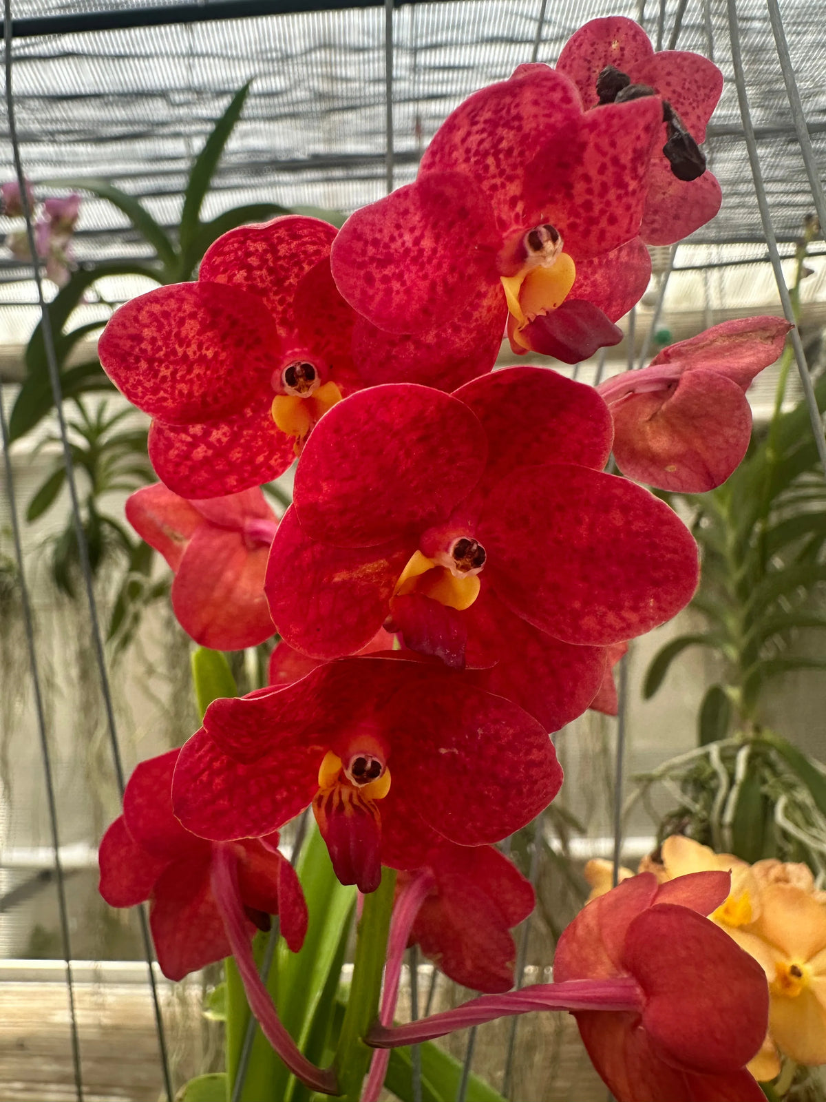 Orchidea Vanda Aerea 65 cm