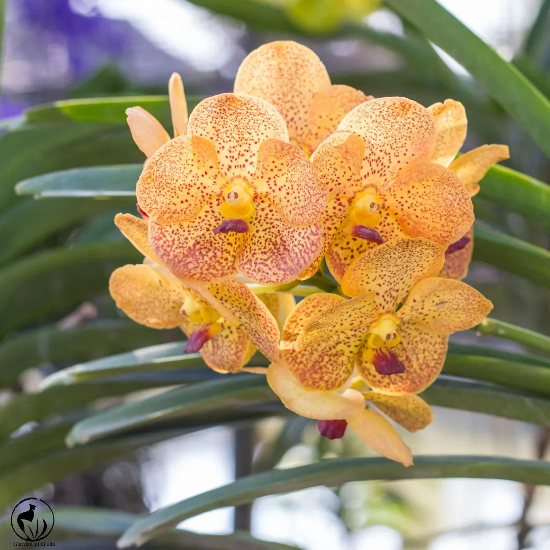 Orchidea Vanda Aerea 65 cm