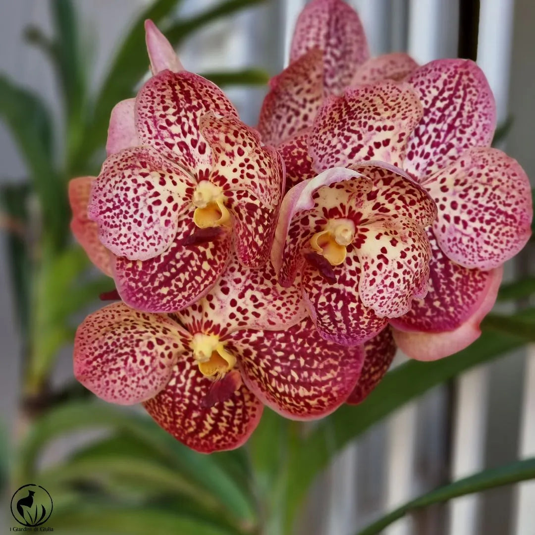 Orchidea Vanda Aerea 65 cm
