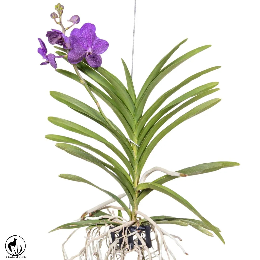 Orchidea Vanda Aerea 65 cm