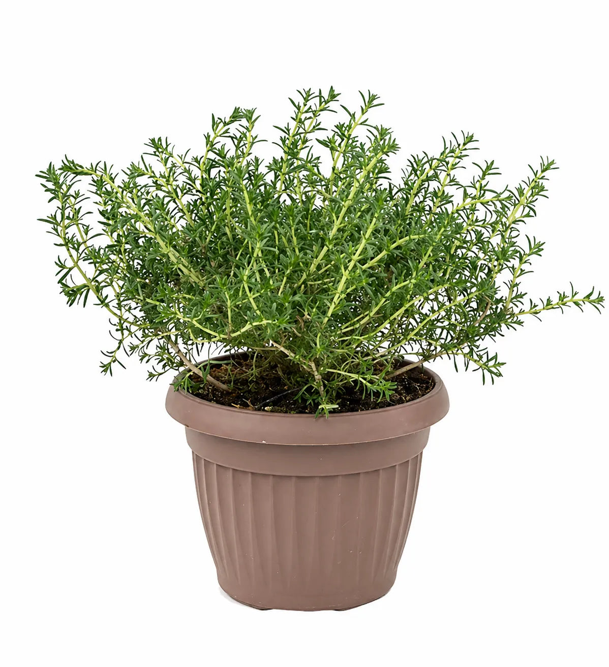 Origano in Vaso D.18 H.40 cm