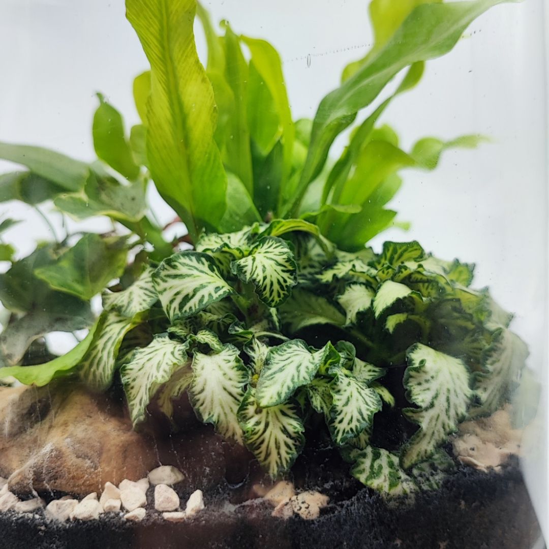 Terrarium Zefira cin paiante verdi