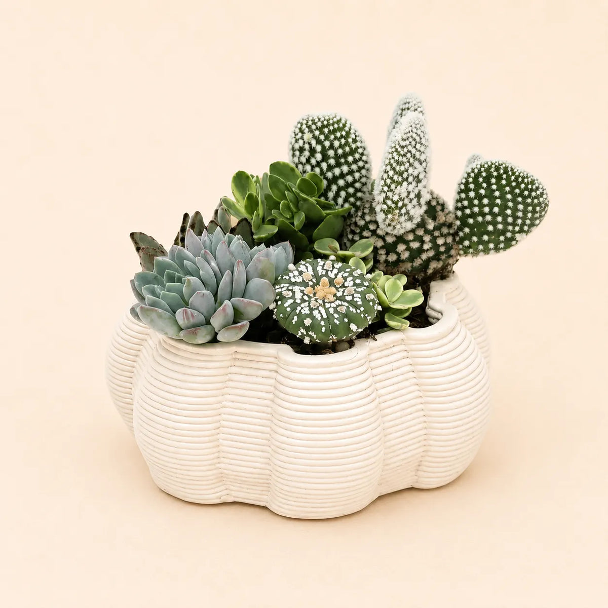Composizioni di piante grasse vaso ceramica Iris grande