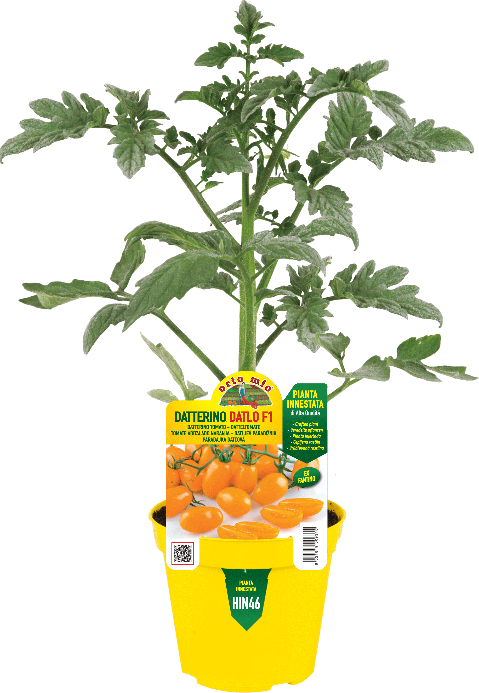 Pomodoro Datterino Arancione Fantino e Orange Sunset F1 - vari formati, anche Innestato