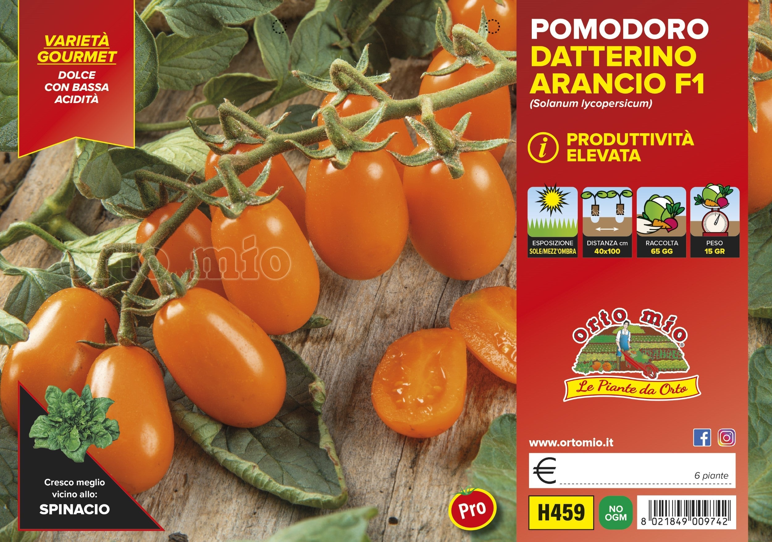 Pomodoro Datterino Arancione Fantino e Orange Sunset F1 - vari formati, anche Innestato