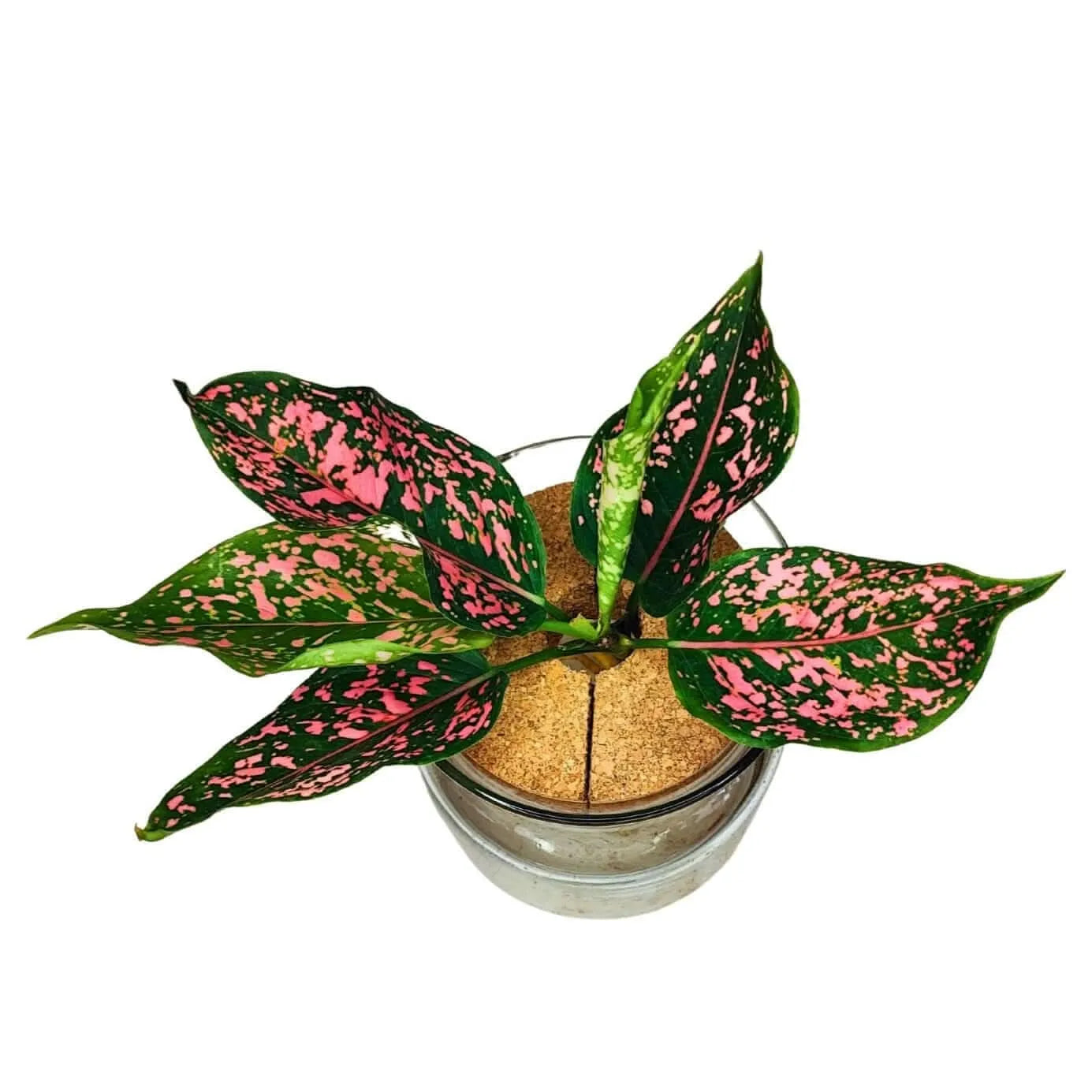 aglaonema rosa cura Aglaonema 'Pink Beauty' in Idrocoltura – Hoomeegardeen.com