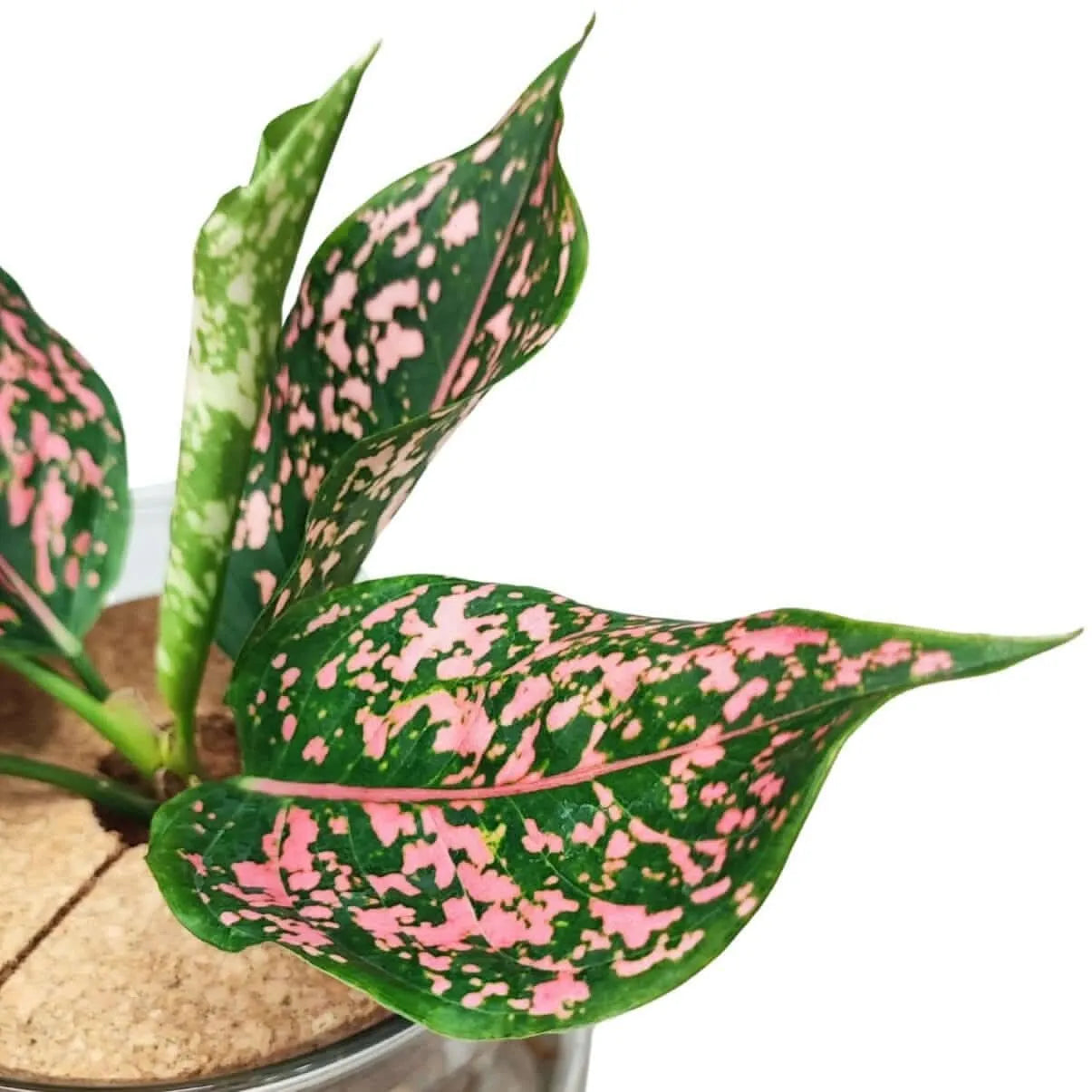 Aglaonema 'Pink Beauty' in Idrocoltura