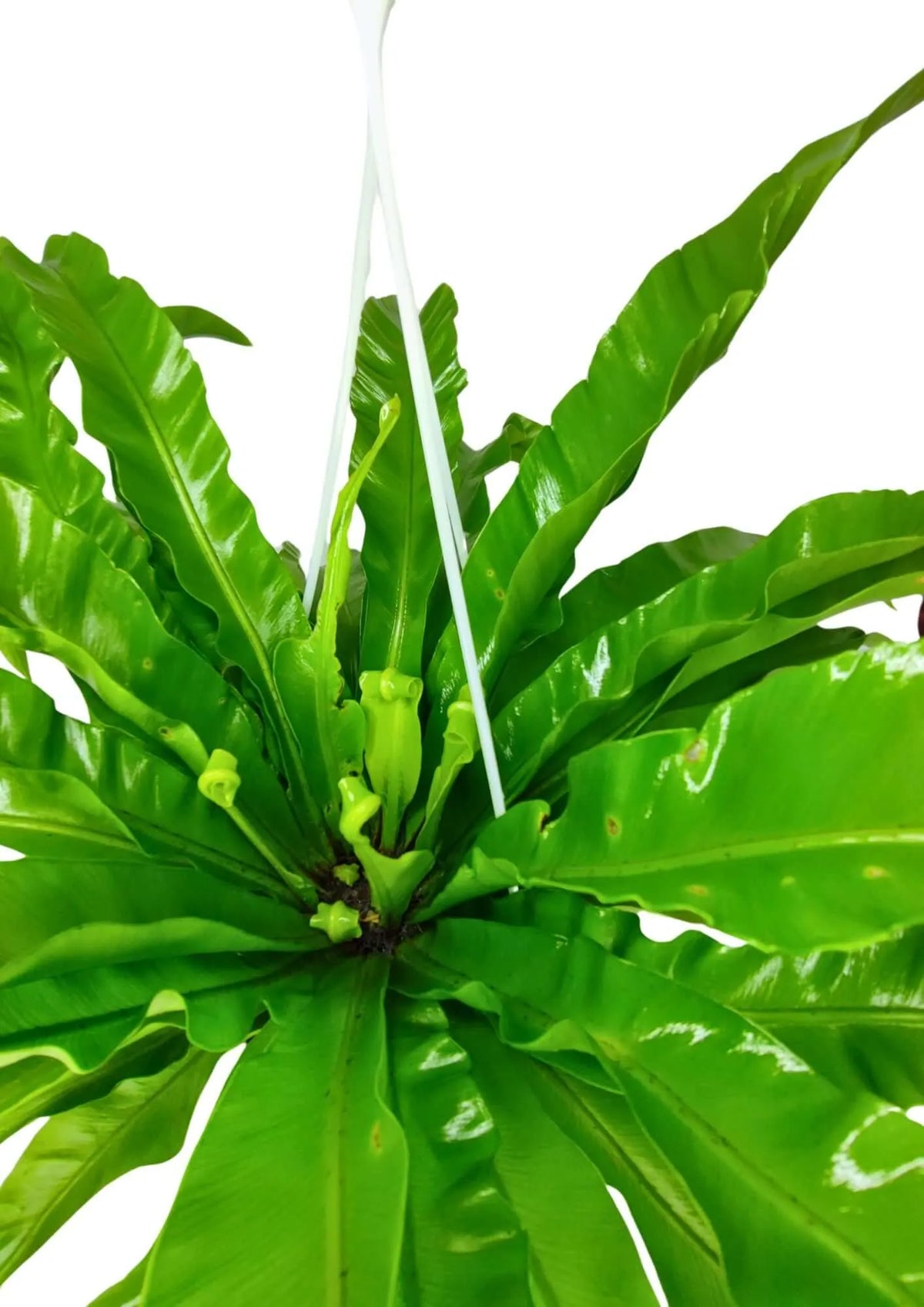 Asplenium Anticum - Altezza Pianta 65 cm, Vaso Basket