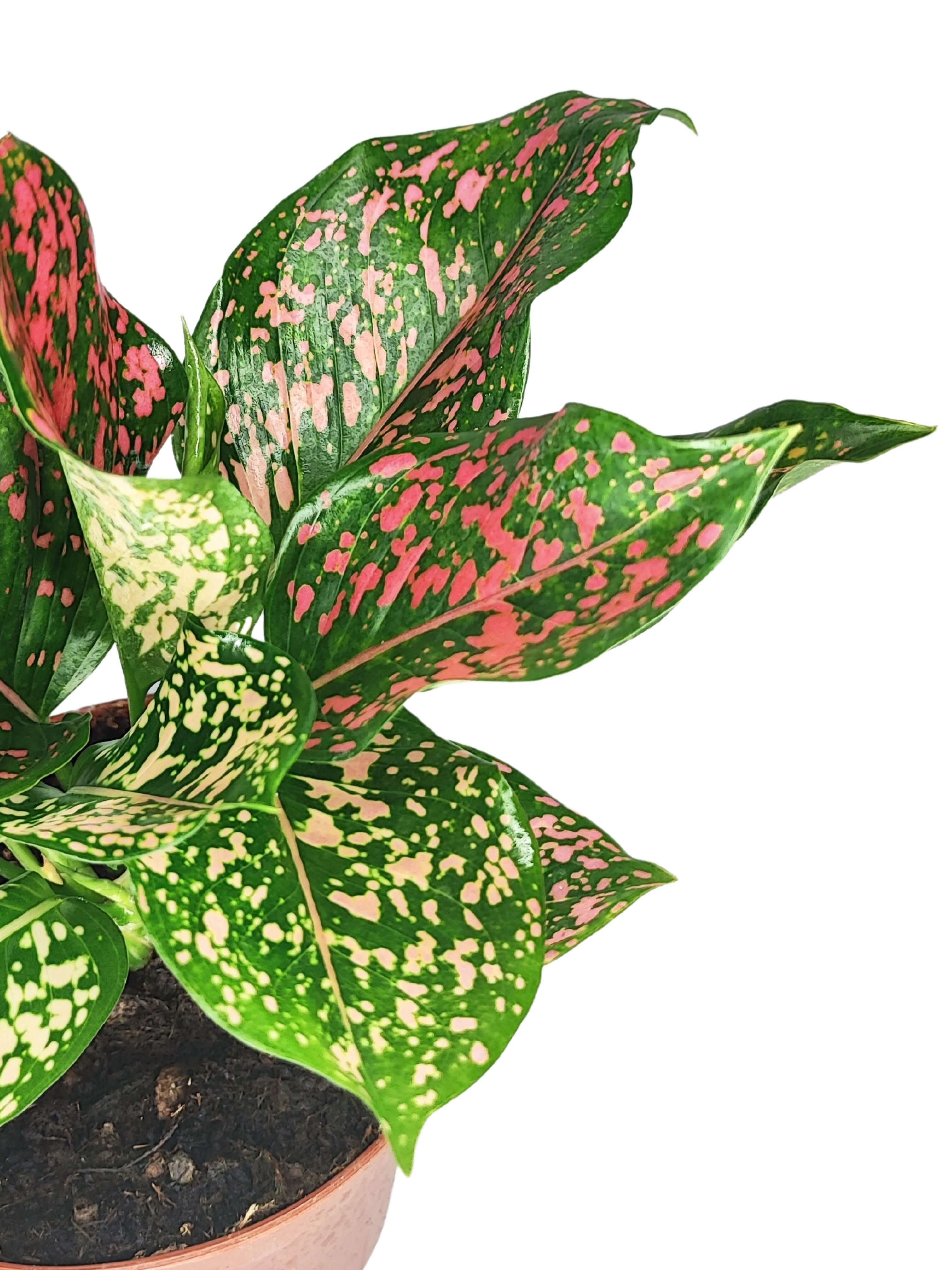 Aglaonema Pink Beauty