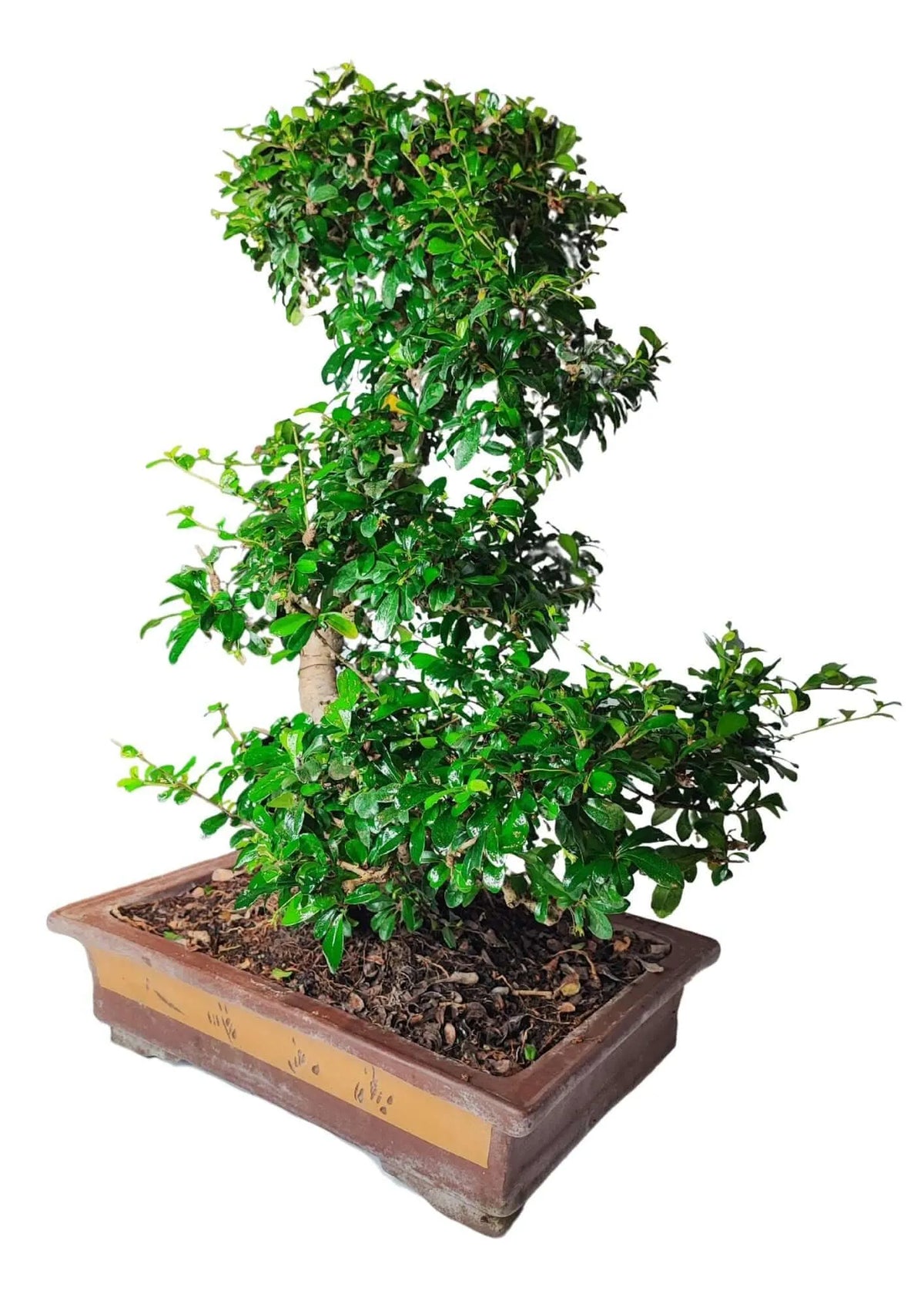 Bonsai carmona S-shape Altezza Pianta 80 cm