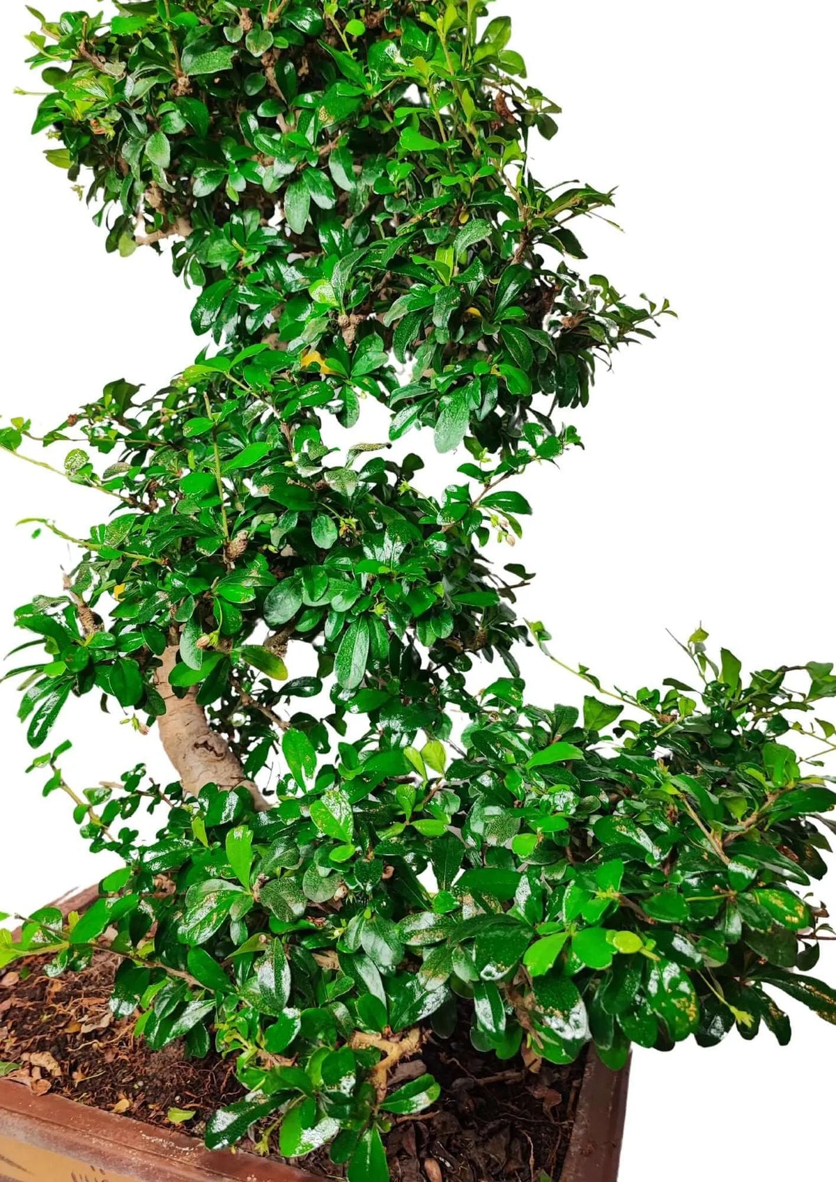 Bonsai carmona S-shape Altezza Pianta 80 cm
