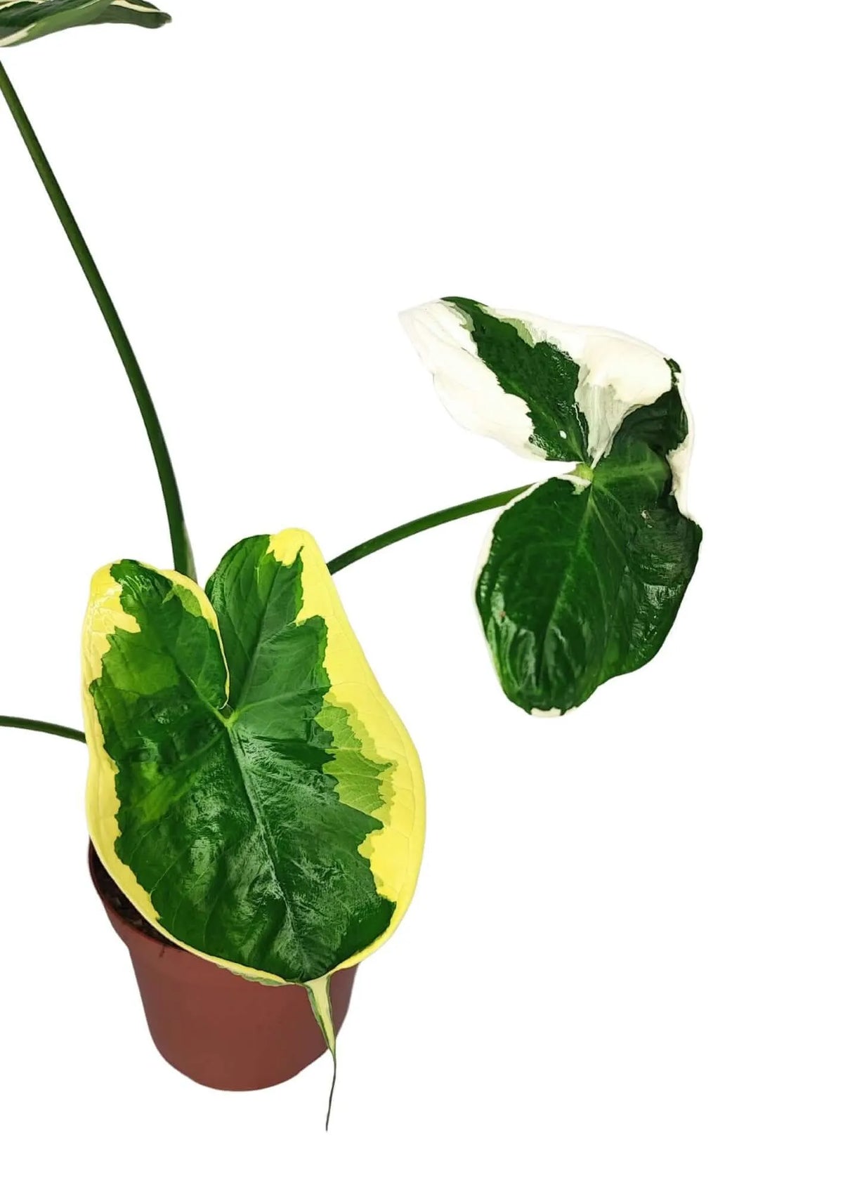 Alocasia Mickey Mouse