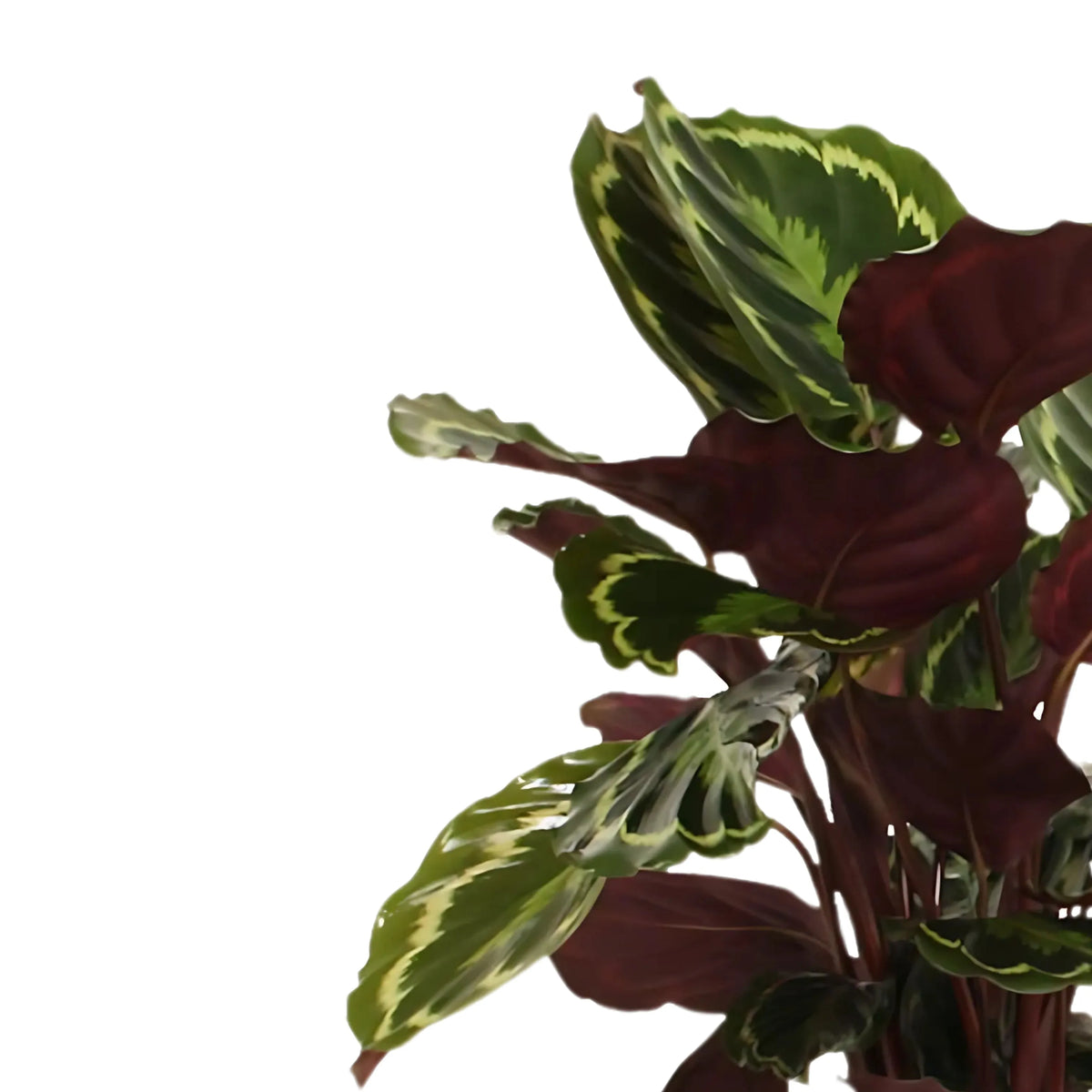 Calathea Medallion altezza D.19 H.65 cm