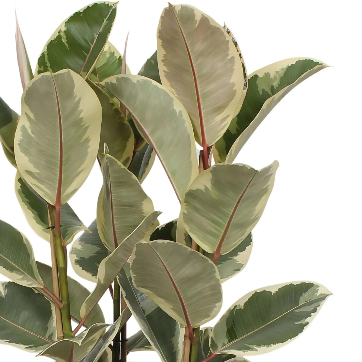Ficus Elastica Tineke