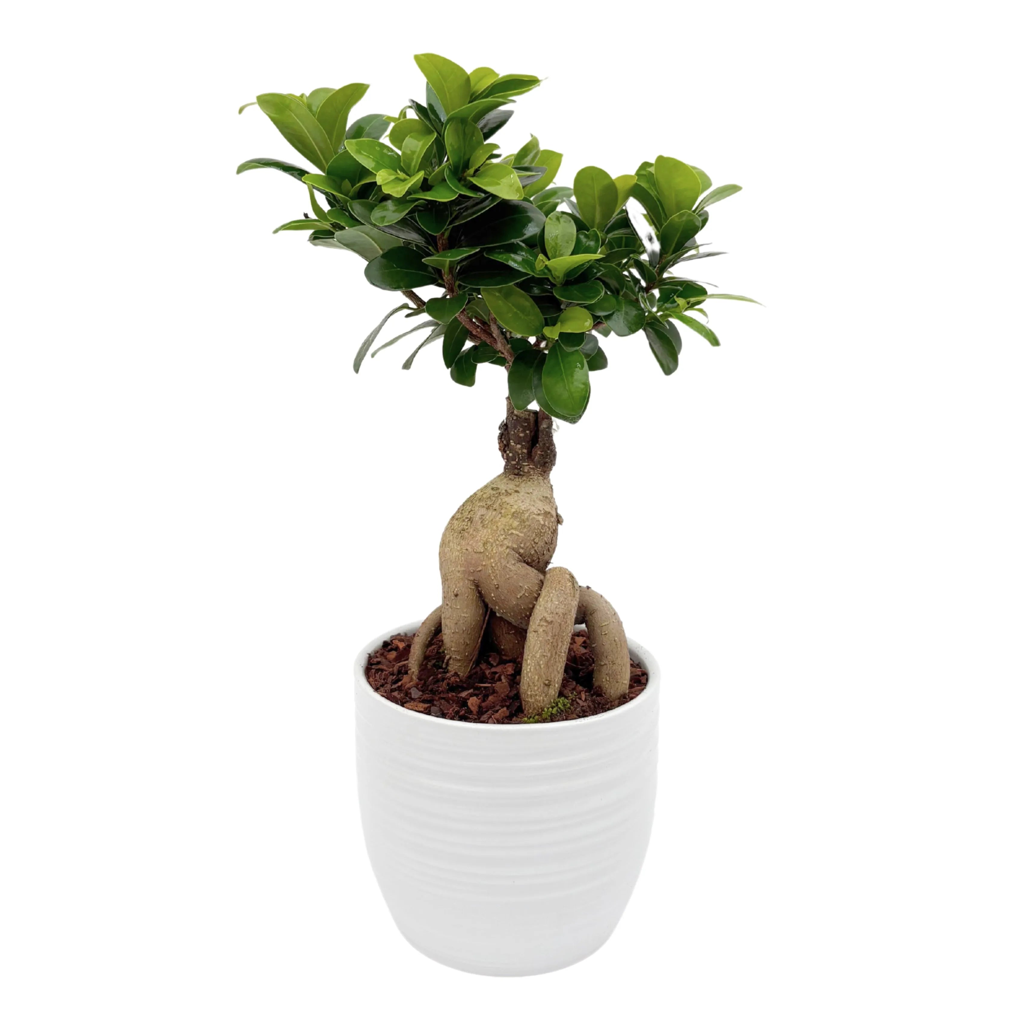 Bonsai Ficus Ginseng Vaso di Ceramica Bergamo Altezza Pianta 40 cm,