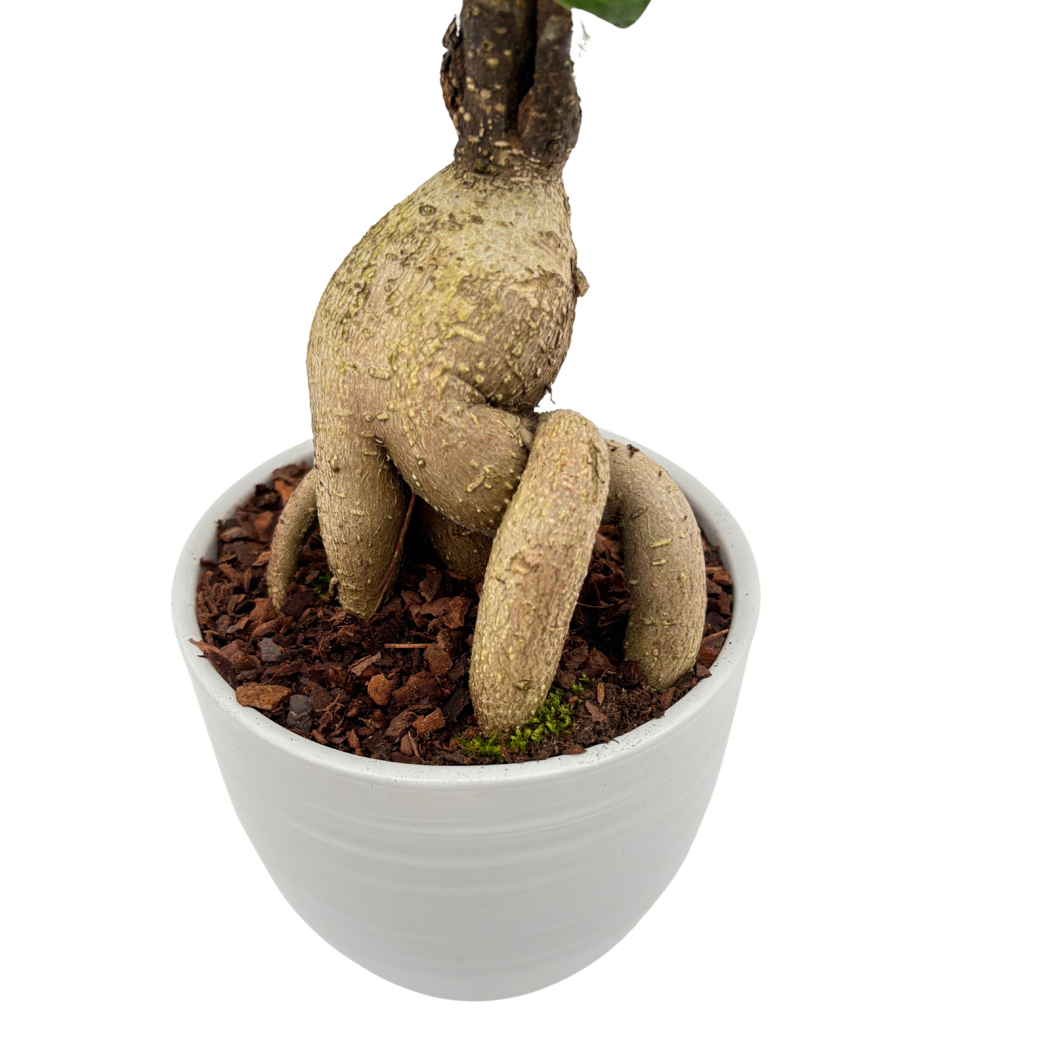 Bonsai Ficus Ginseng Vaso di Ceramica Bergamo Altezza Pianta 40 cm,