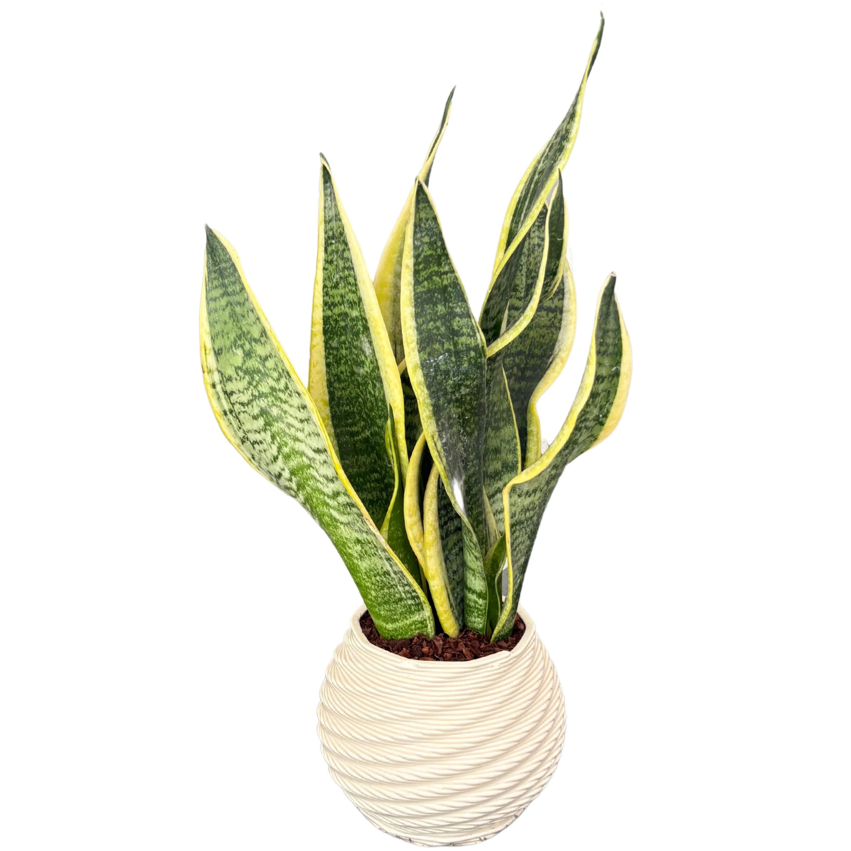 Sansevieria Laurentii - Altezza Pianta 40 cm