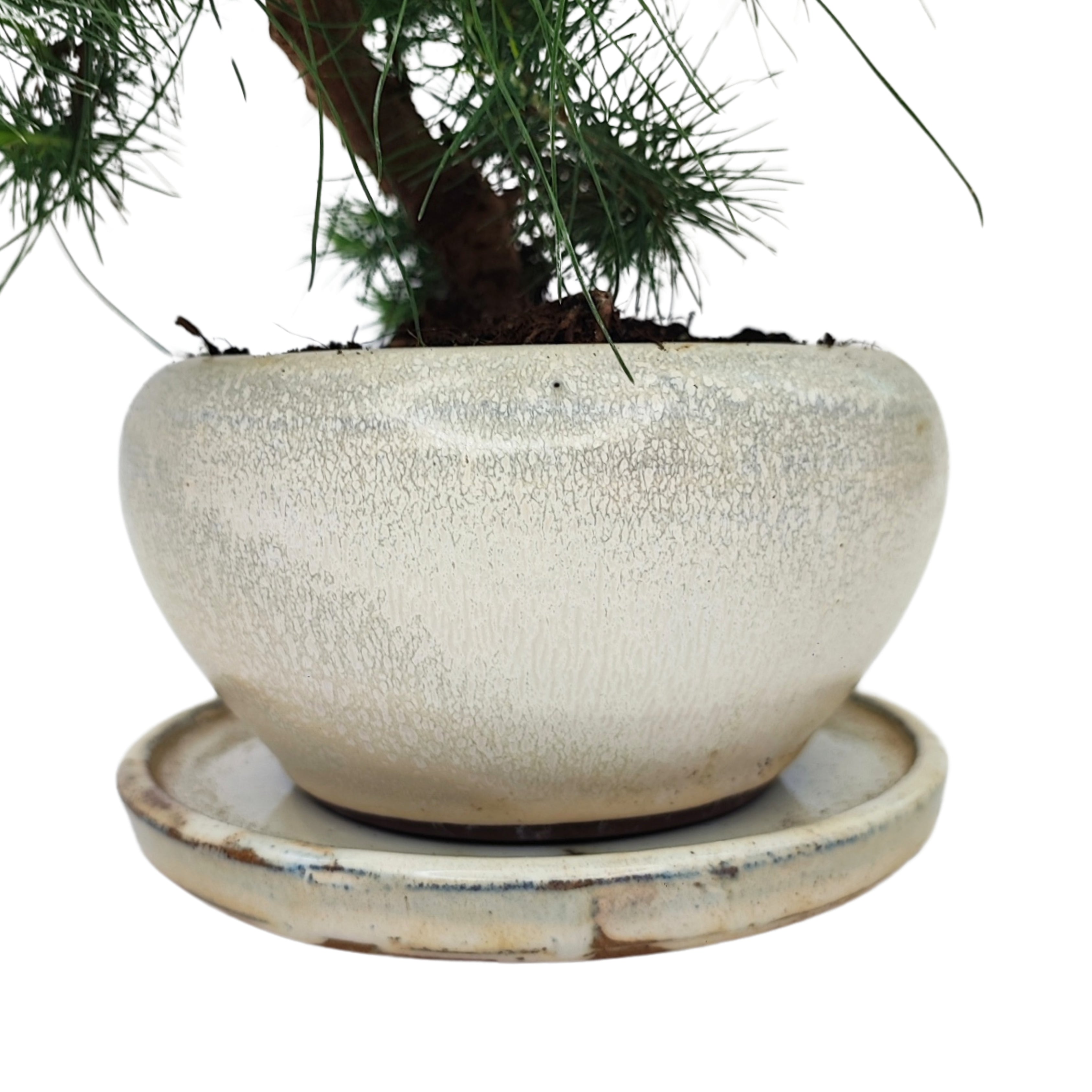 Bonsai Pinus Halepensis 9 Anni - Collezione Premium