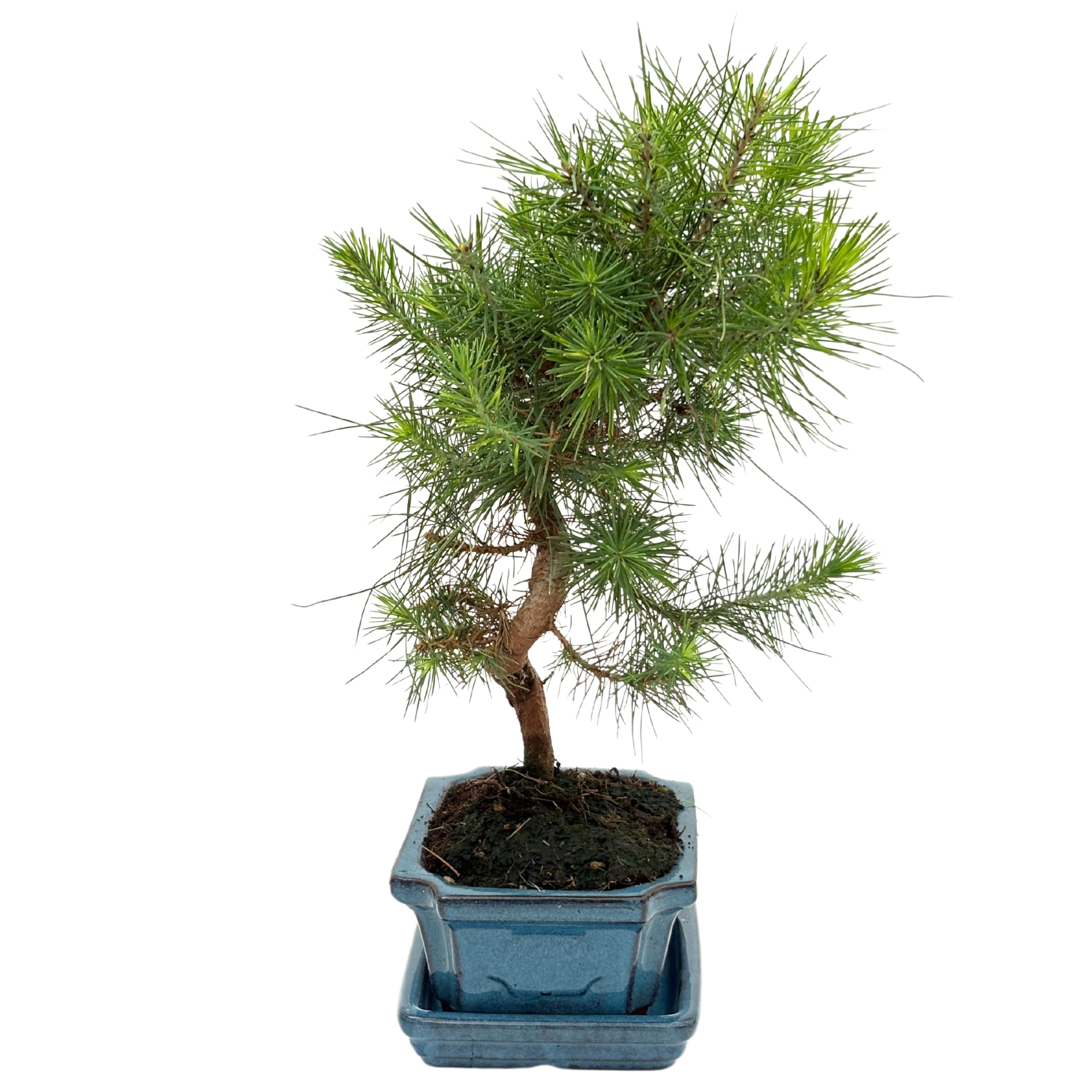 Bonsai Pinus Halepensis 7 Anni - Collezione Premium