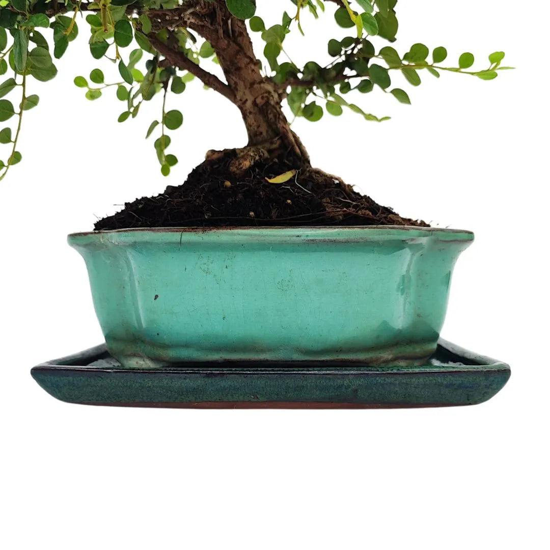 Bonsai Cotoneaster Horizontalis 10 Anni - Collezione Premium
