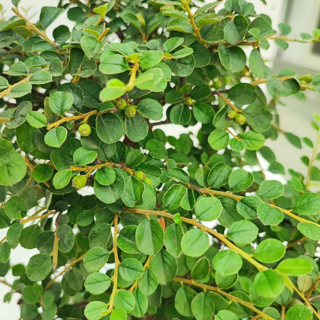 Bonsai Cotoneaster Horizontalis 10 Anni - Collezione Premium