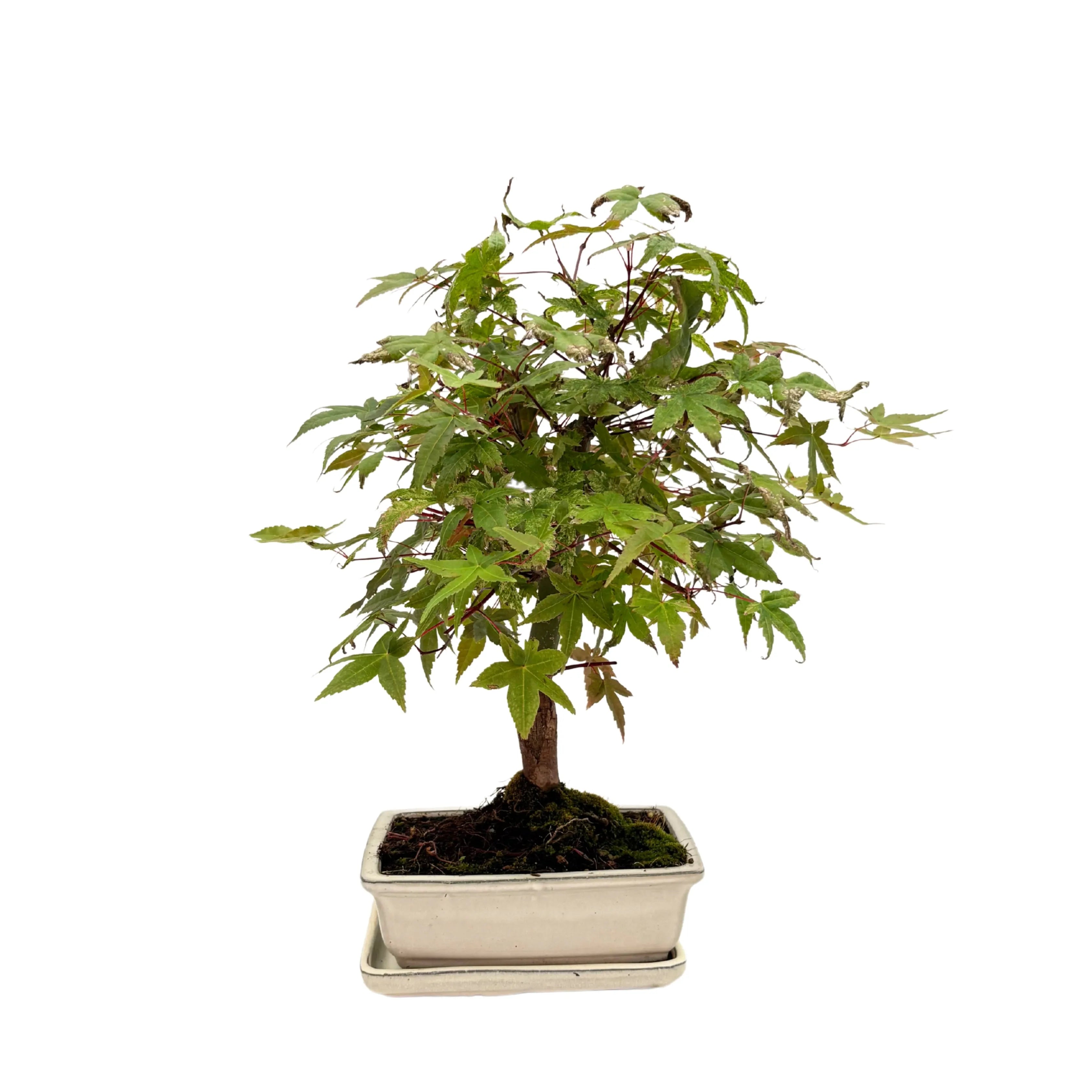 Bonsai Acer Palmatum 13 Anni - Collezione Premium