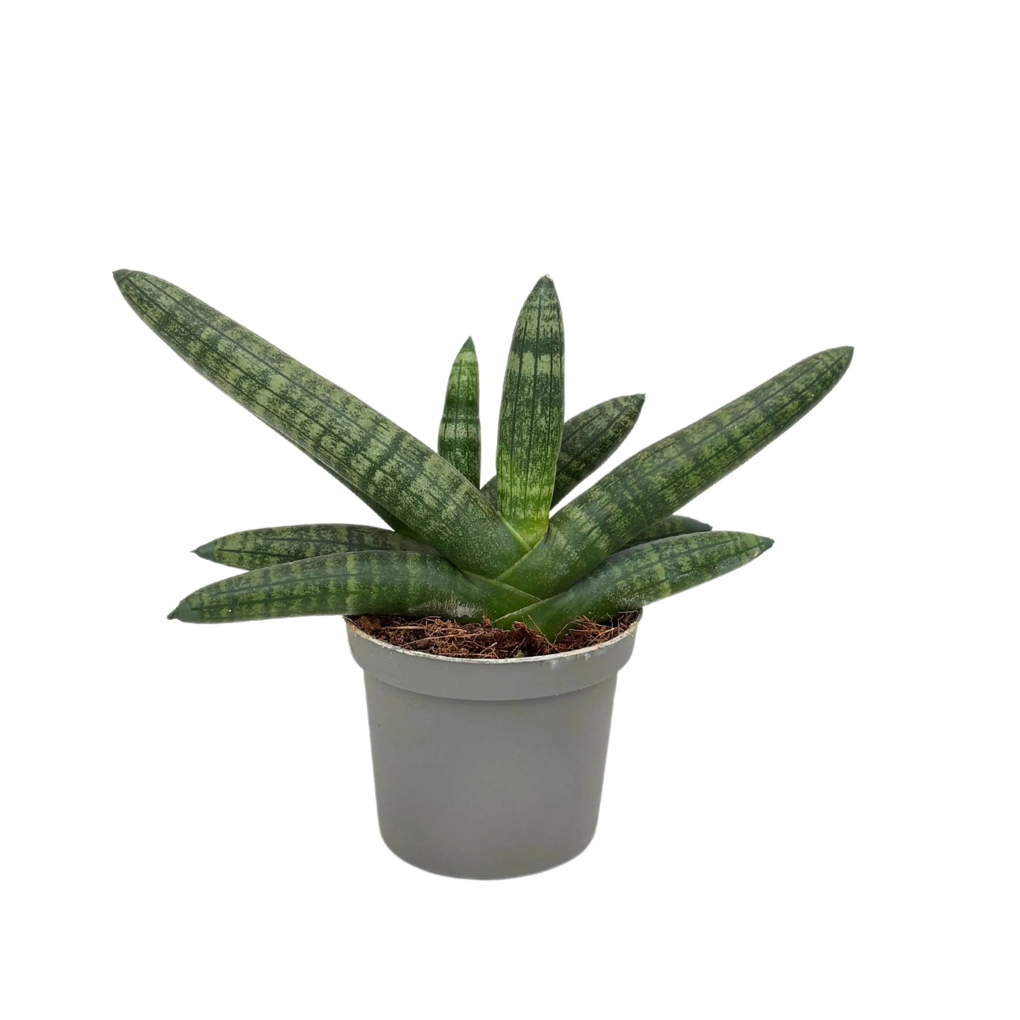 Sansevieria Cylindrica Boncel D. 9 cm H. 15 cm