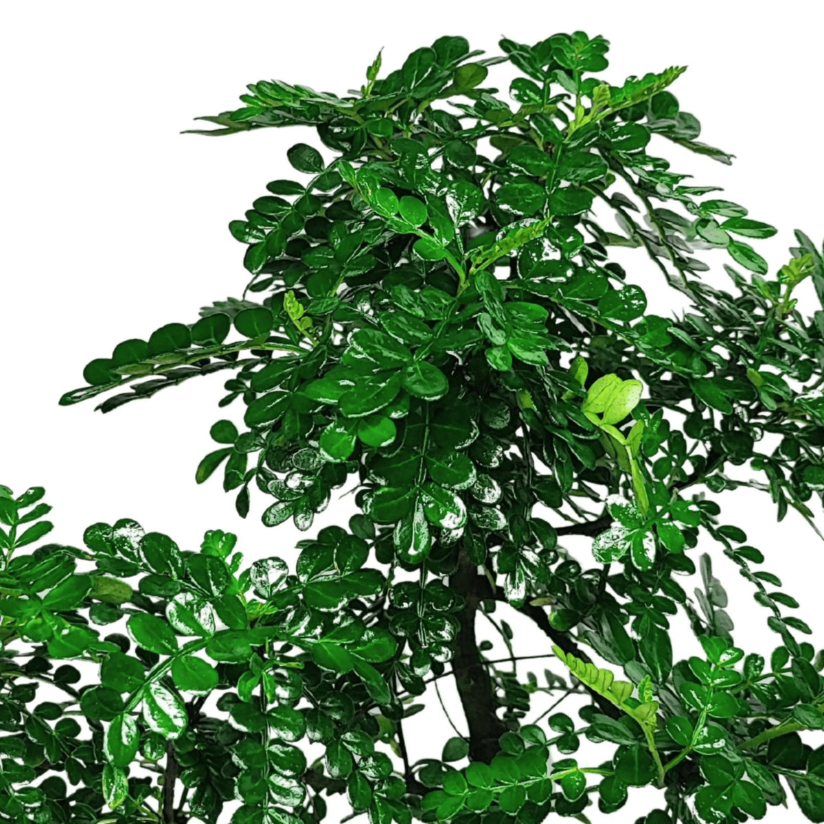 Bonsai Pepper S-Shape  Altezza 40 cm