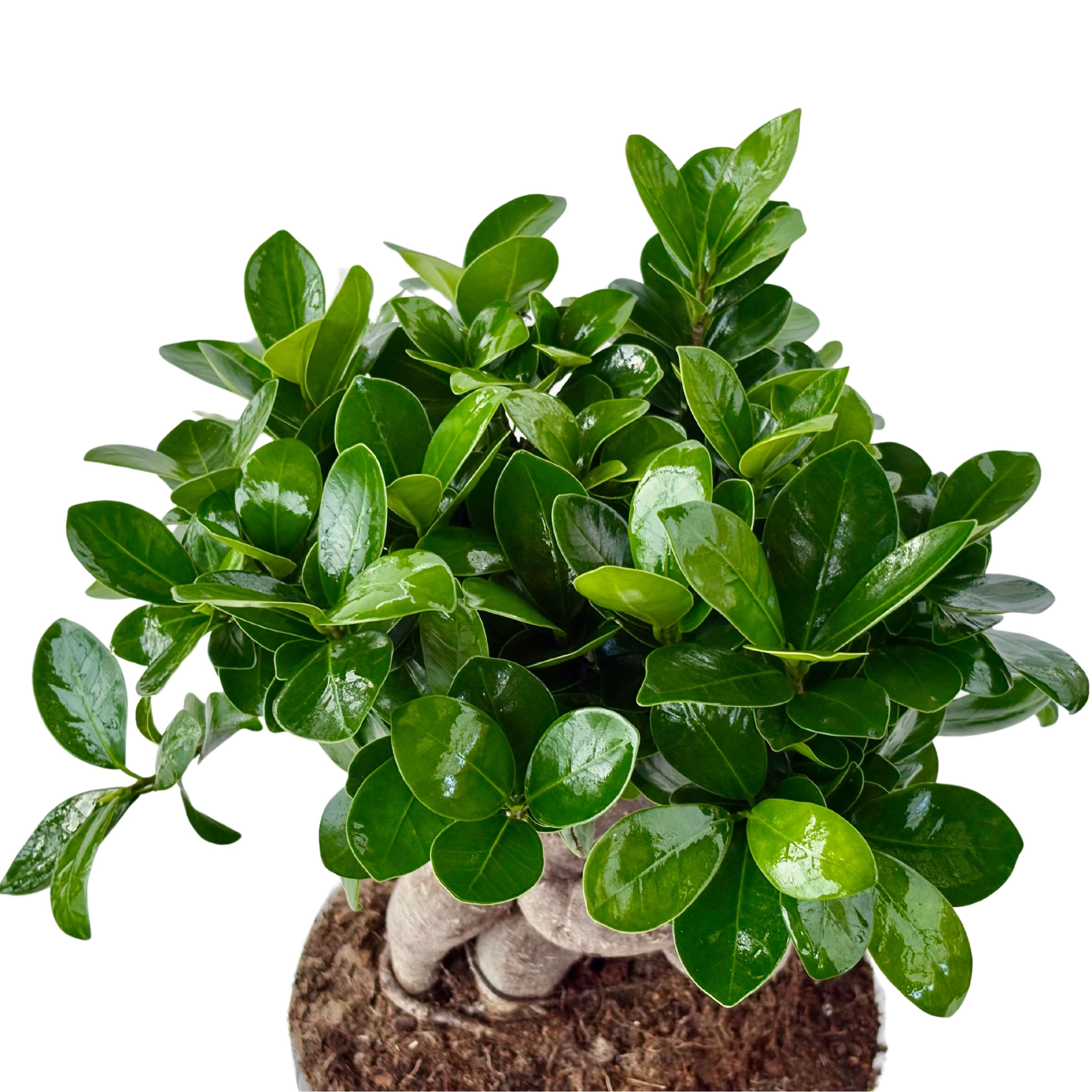 Bonsai Ficus Ginseng Vaso di Ceramica Manacor