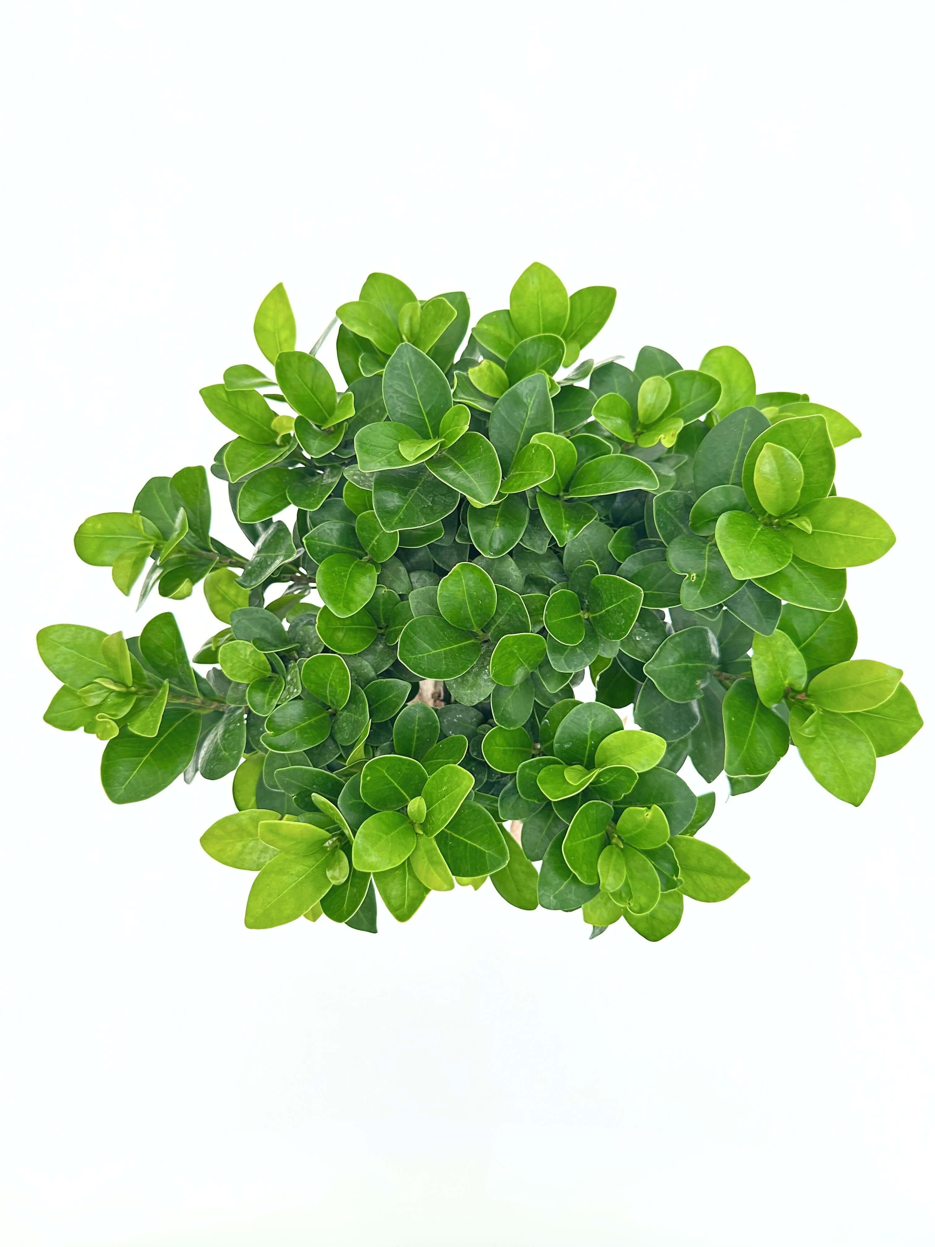 Bonsai Ficus Ginseng Novara altezza 40-50 cm