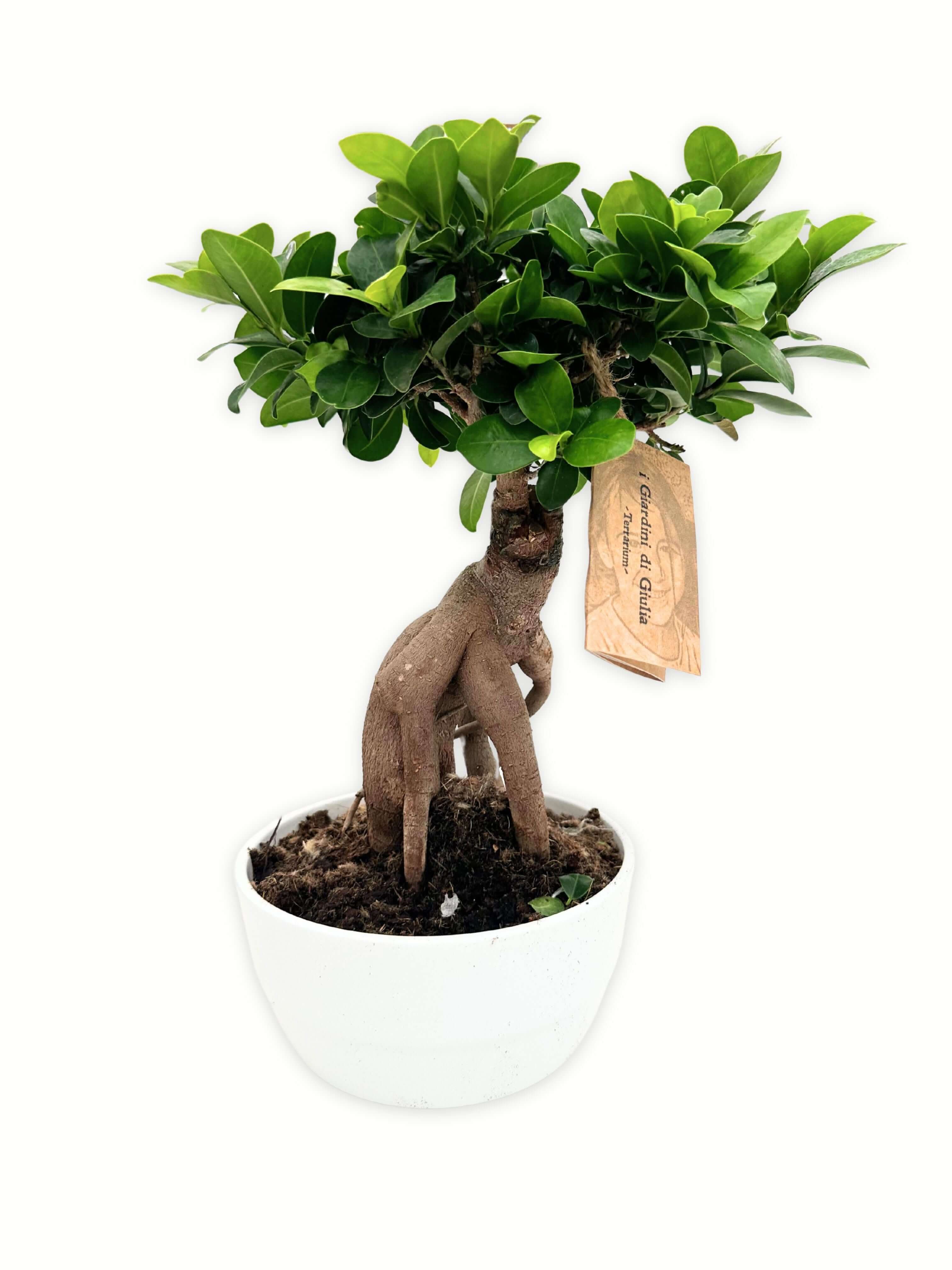 Bonsai Ficus Ginseng Novara altezza 40-50 cm