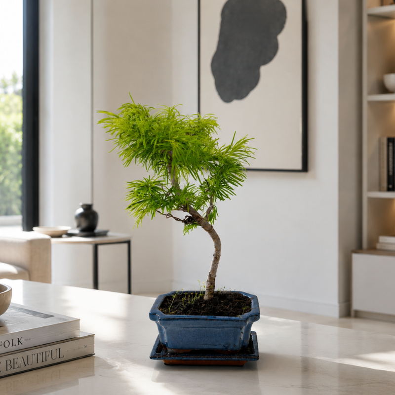 Bonsai Pseudolarix Amabilis 7 Anni - Collezione Premium