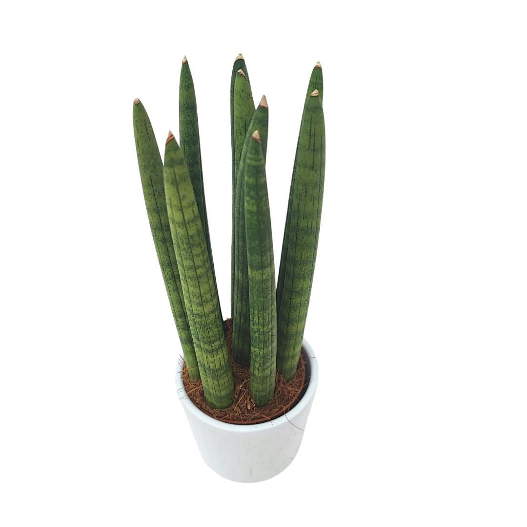 Sansevieria cylindrica candle altezza 25 cm