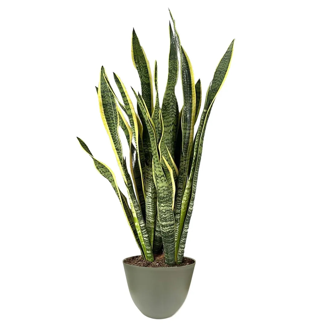 Sansevieria Laurentii Extra  Altezza Pianta 120 cm