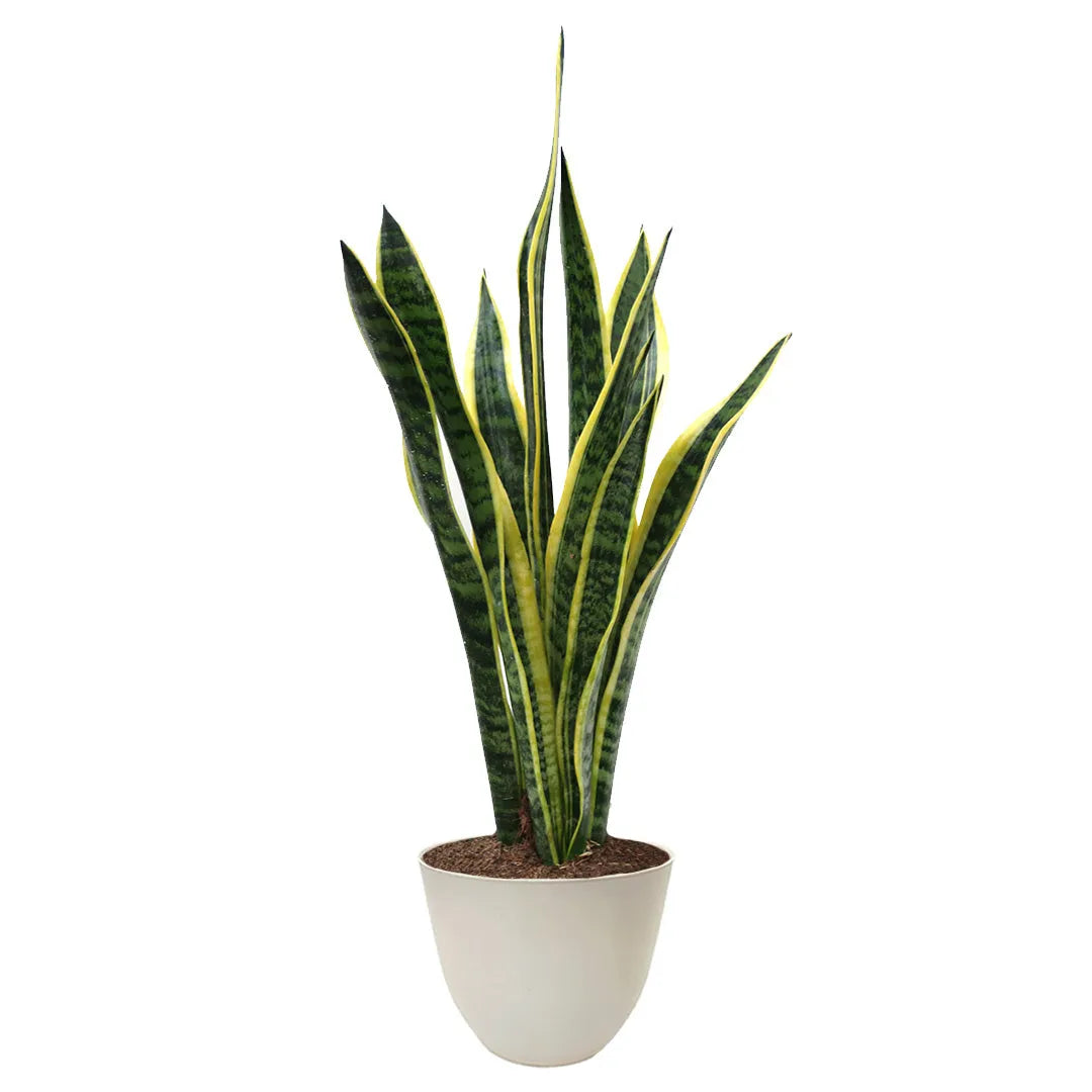 Sansevieria Laurentii altezza 60 cm