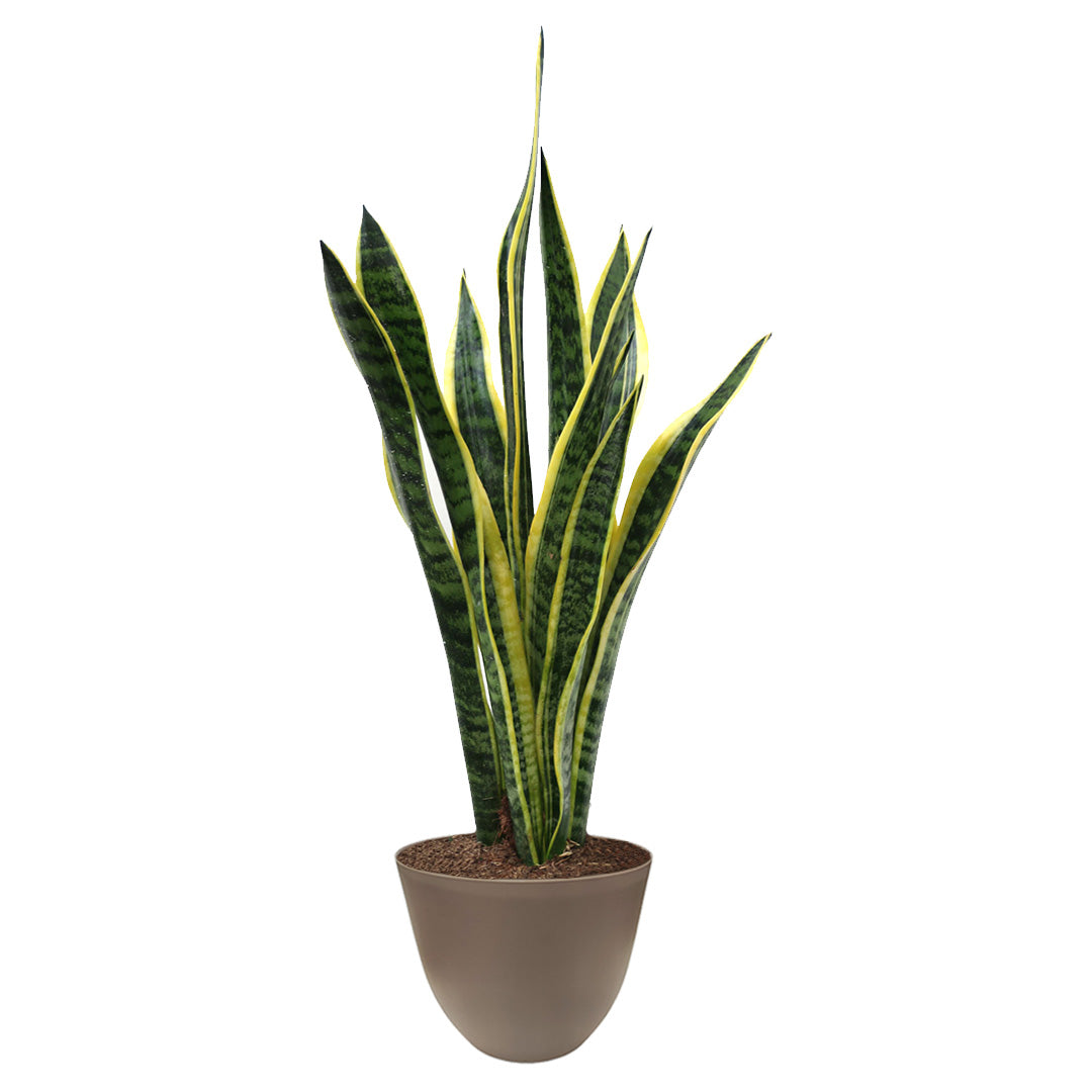 Sansevieria Laurentii altezza 60 cm