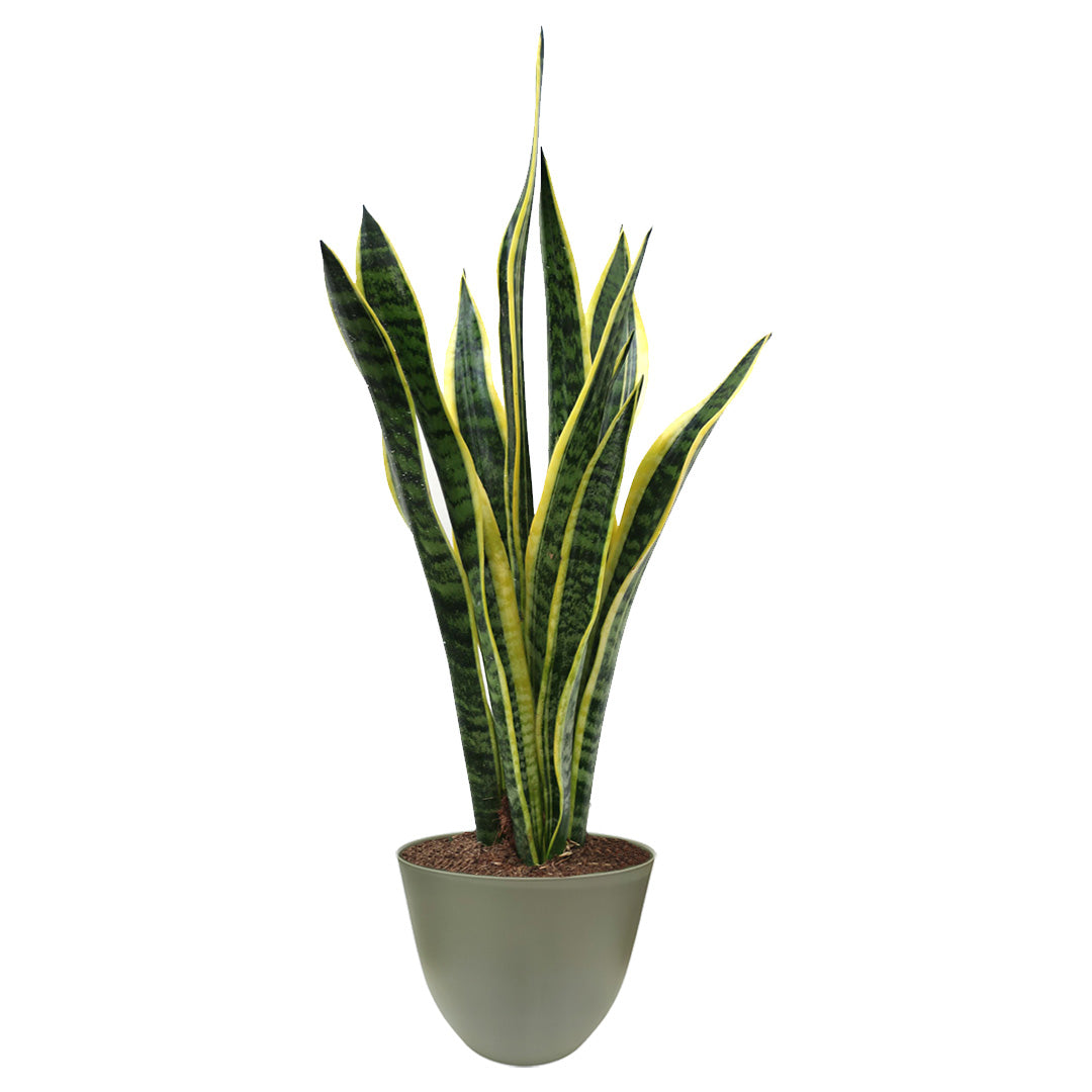 Sansevieria Laurentii altezza 60 cm